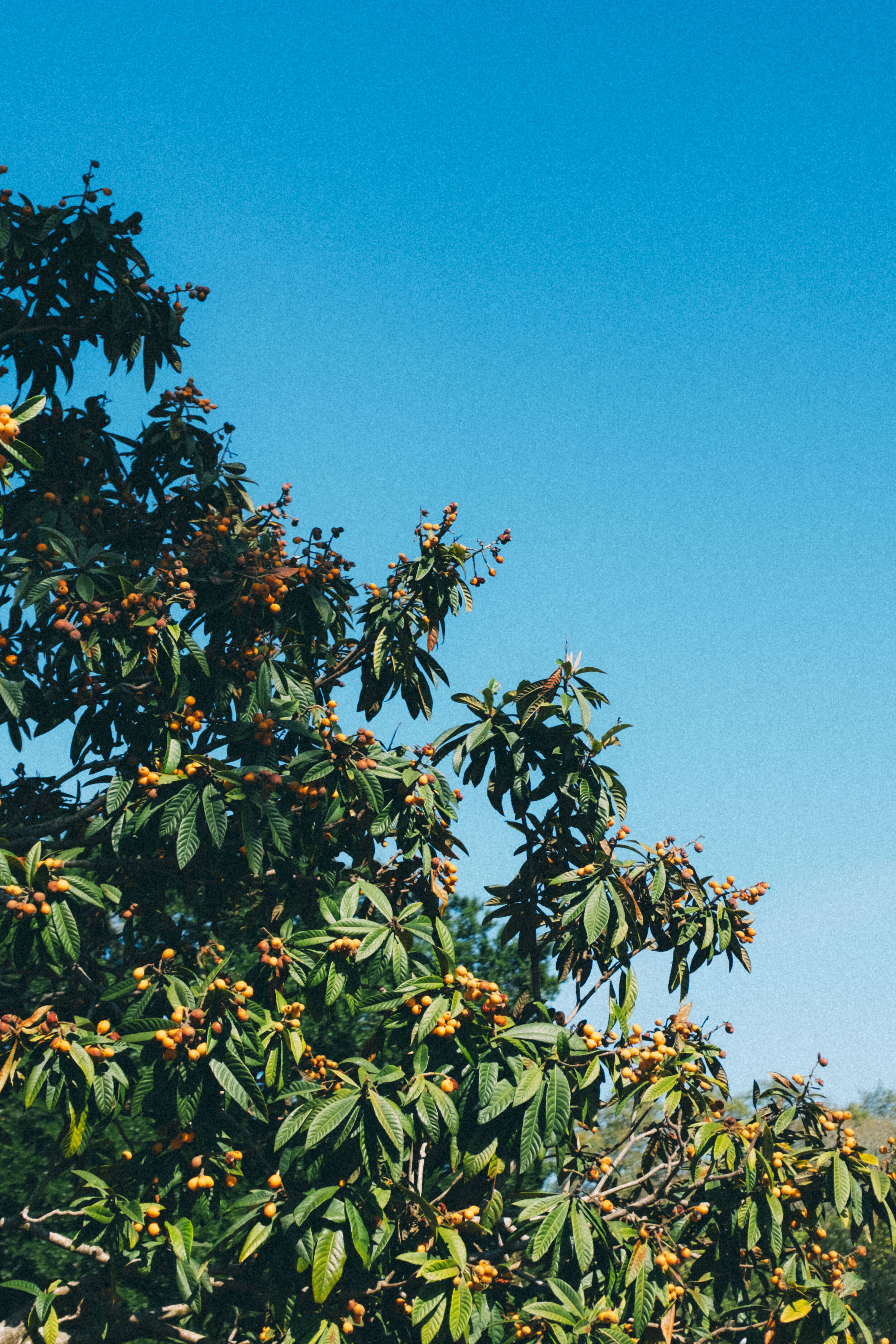 Plant Observation Walk