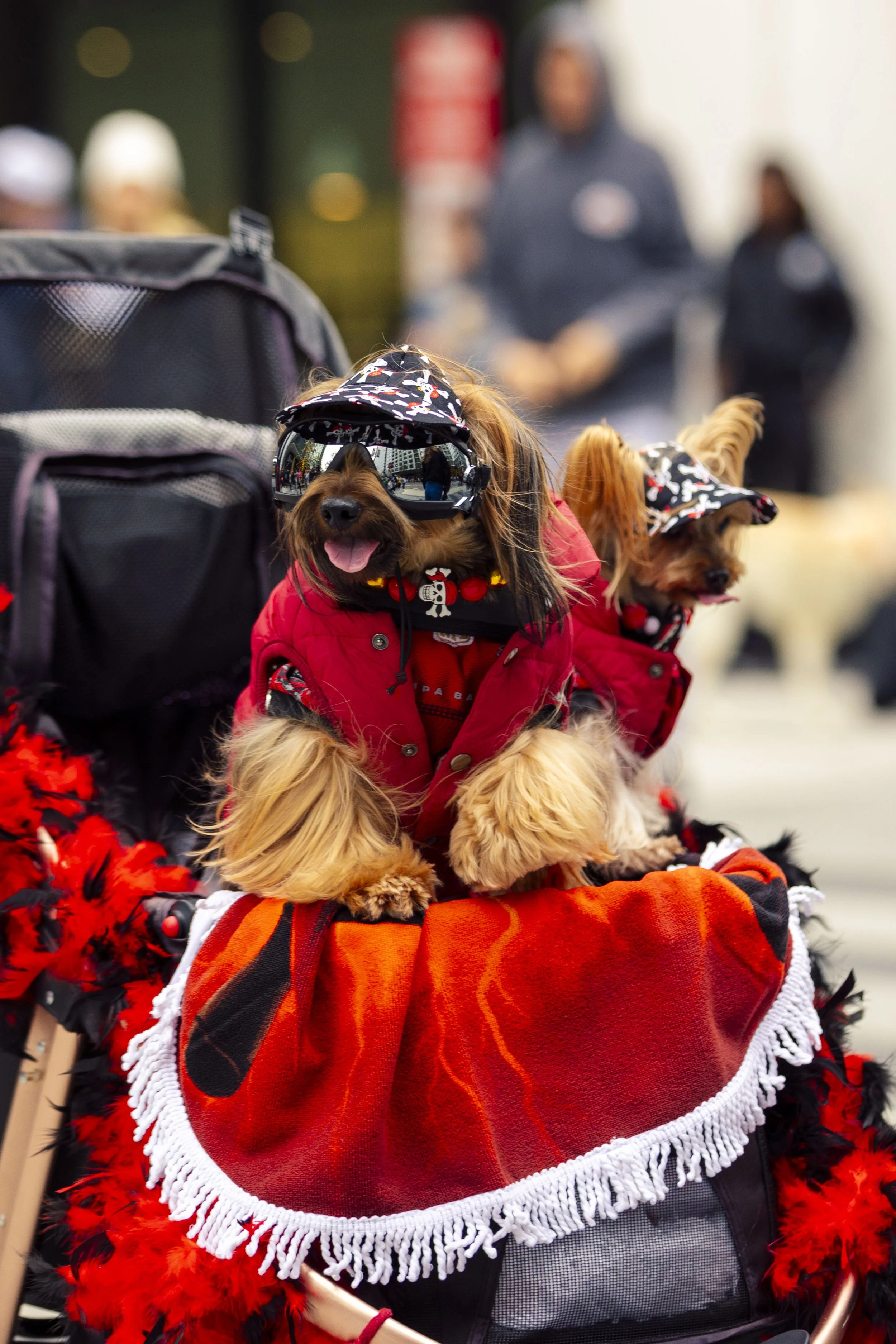 Gaspy Pup Parade