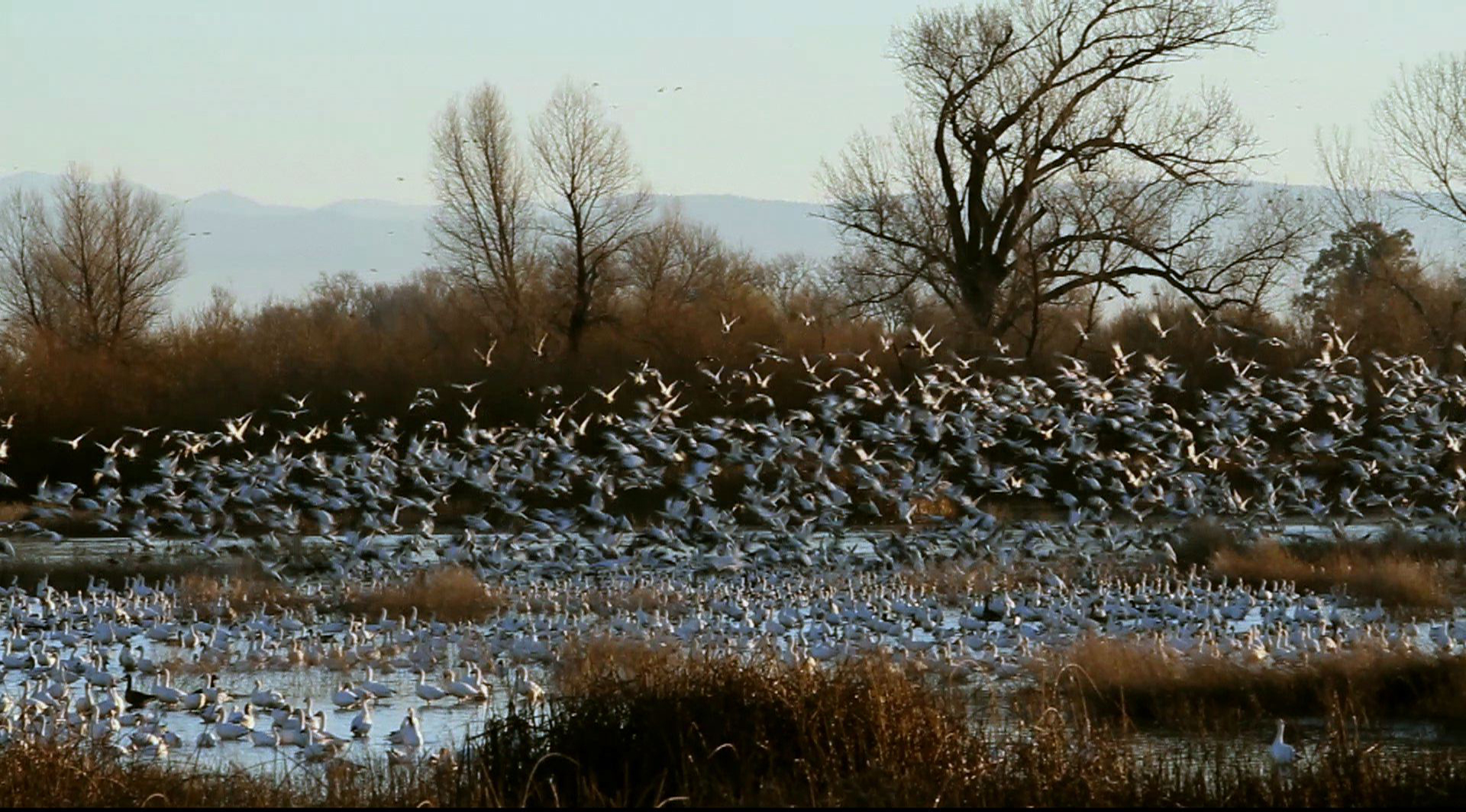 bird_flock_rising.jpg