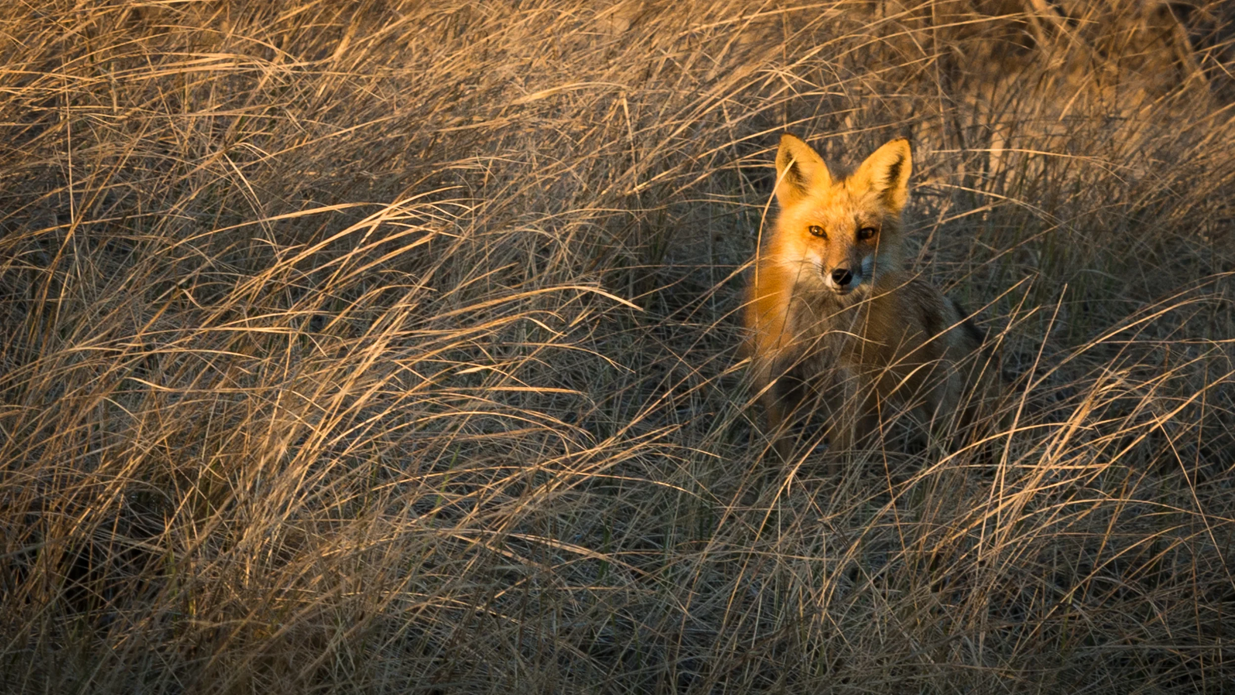 Chatham Fox Patrol