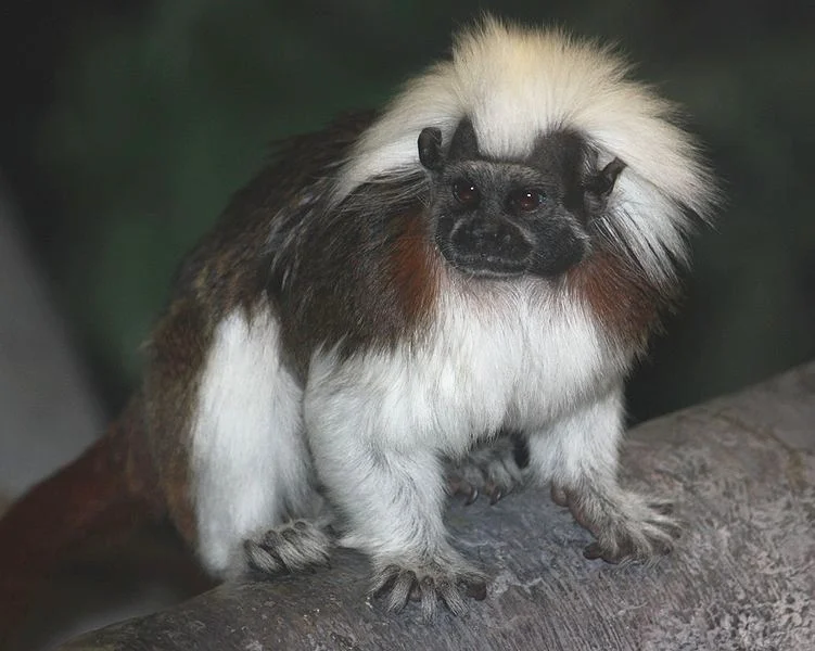 A cotton-top tamarin © Wikimedia