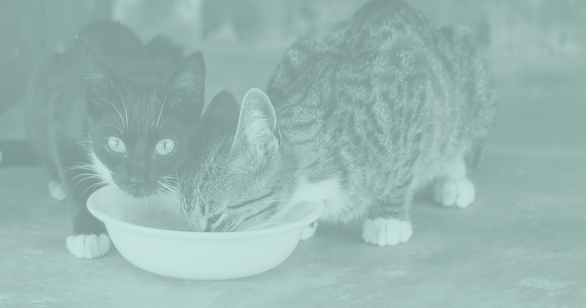 Homepage Images - Pet Food Bank without text.jpg