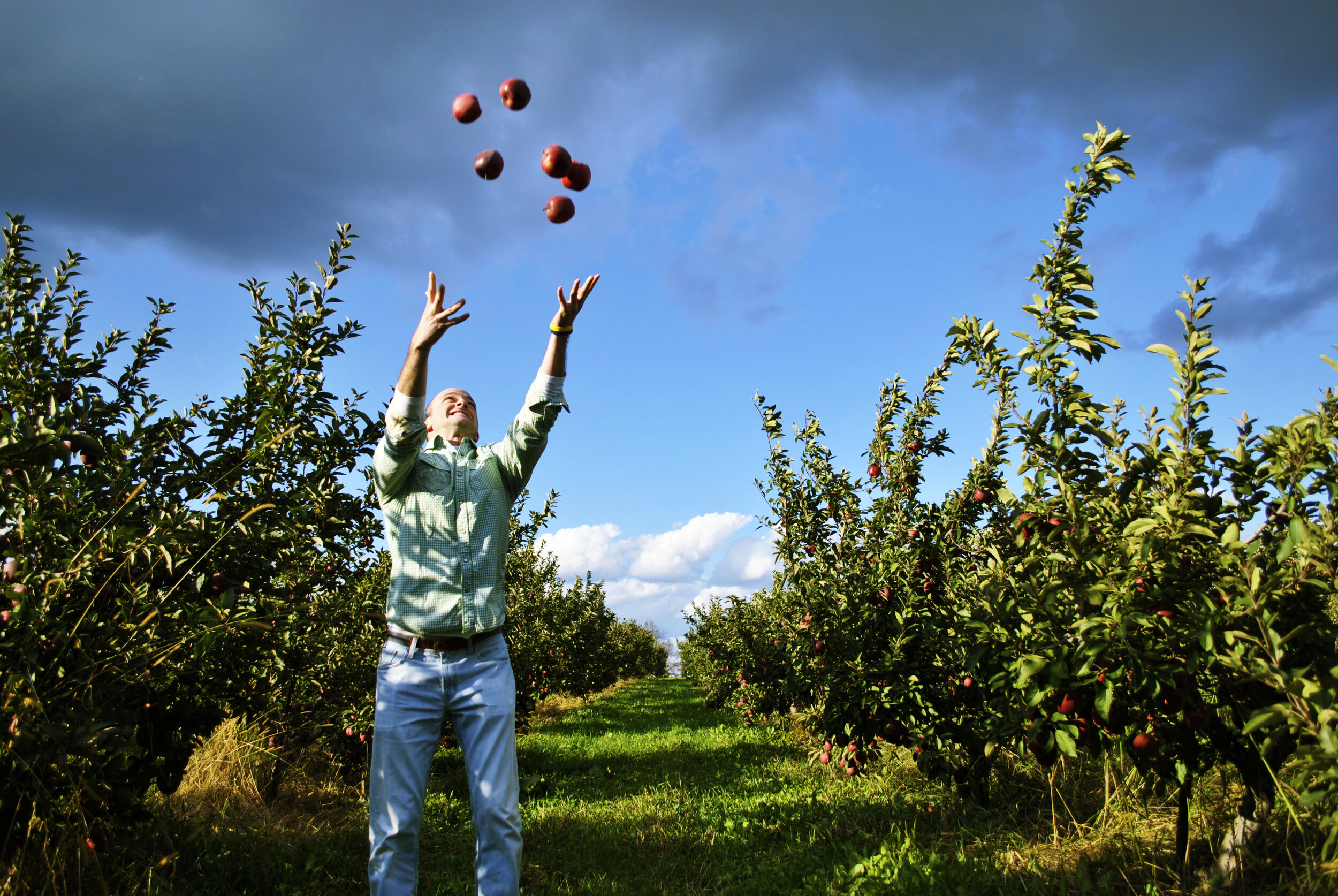 Apples, Apples, and Apples