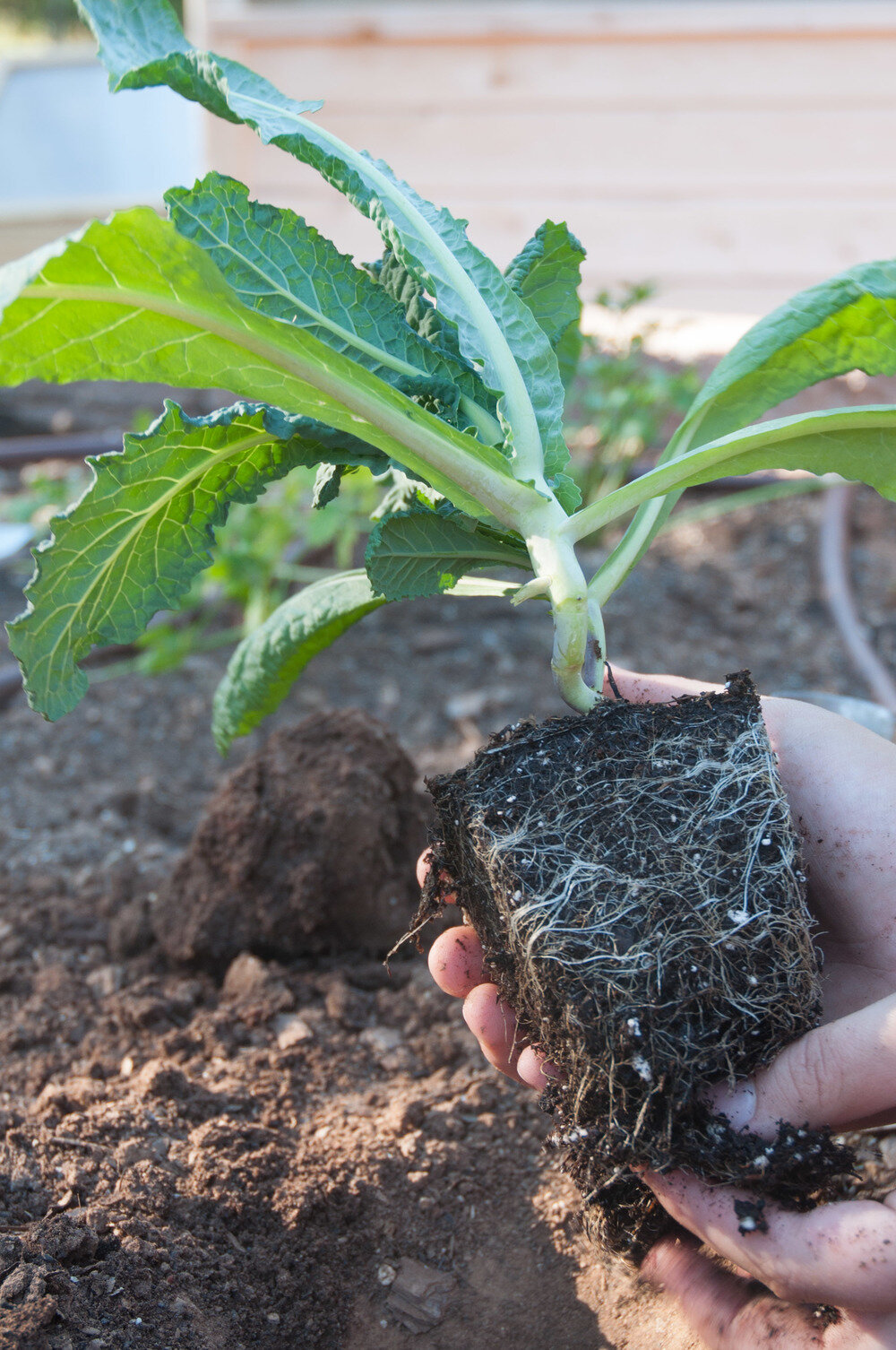 The Modern Gardener