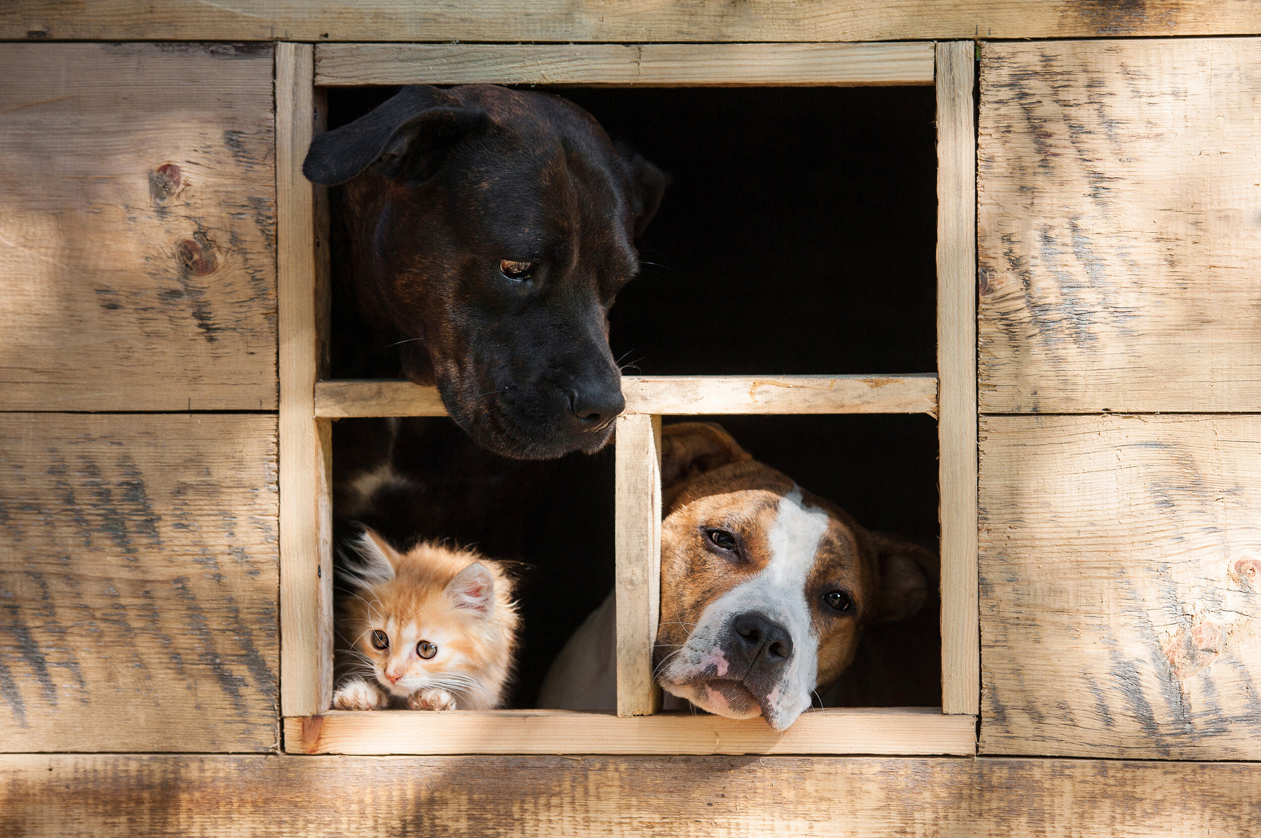 How to Build an Outdoor Pet Shelter