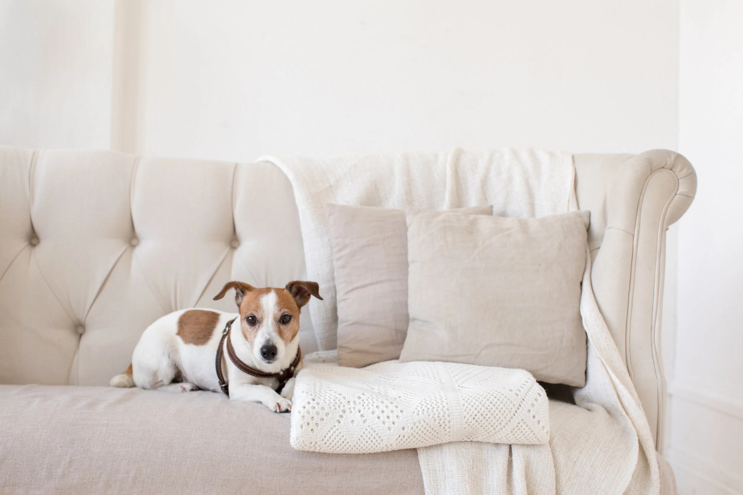 What is the Best Type of Furniture for Pets?