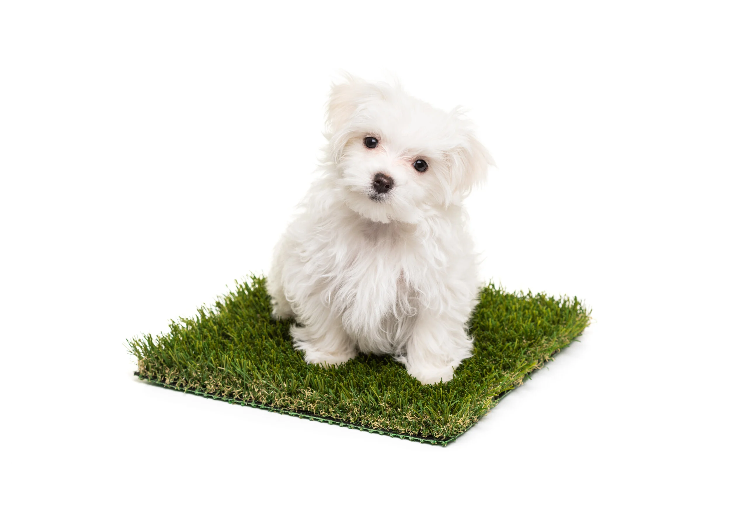 Is Synthetic Turf Safe for Pets?