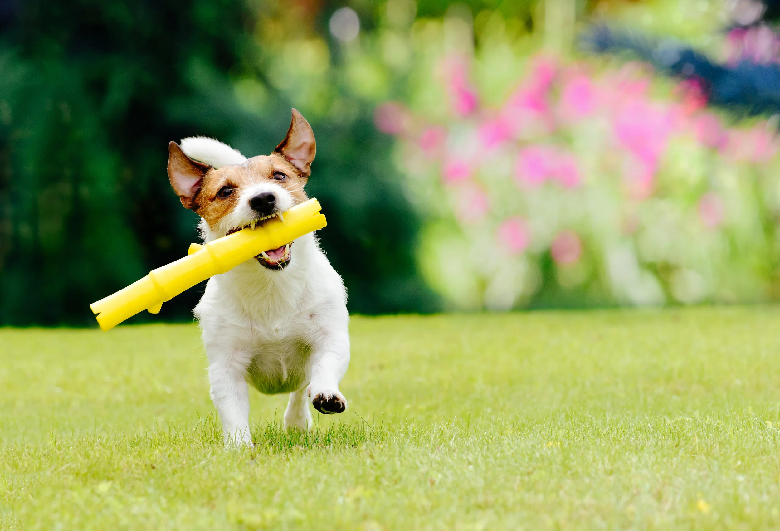 How to Create a DIY Pet Run for Your Dog