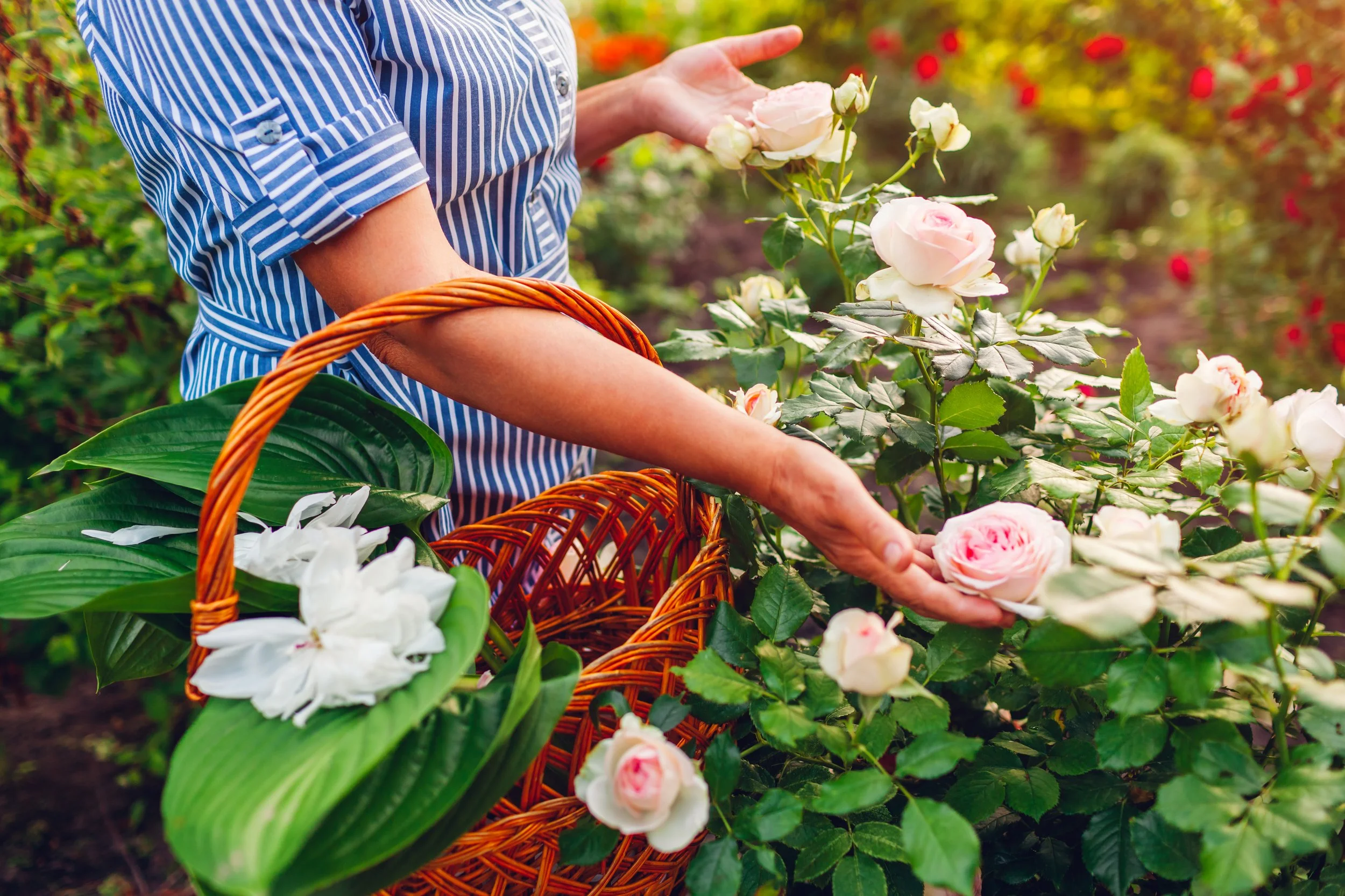 Getting Started with Backyard Roses
