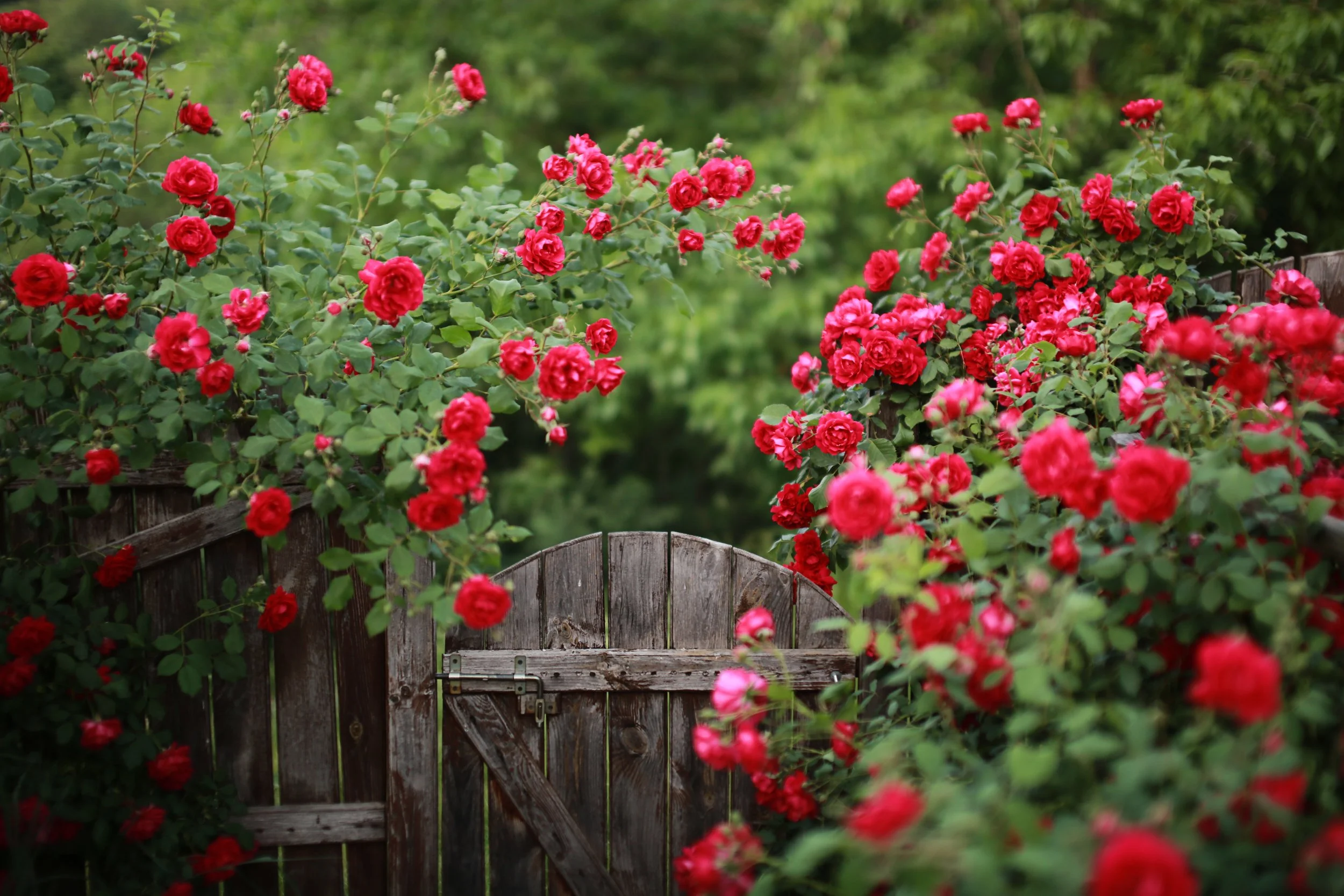 Waves of Color: The 7 Best Backyard Roses to Check Out This Spring