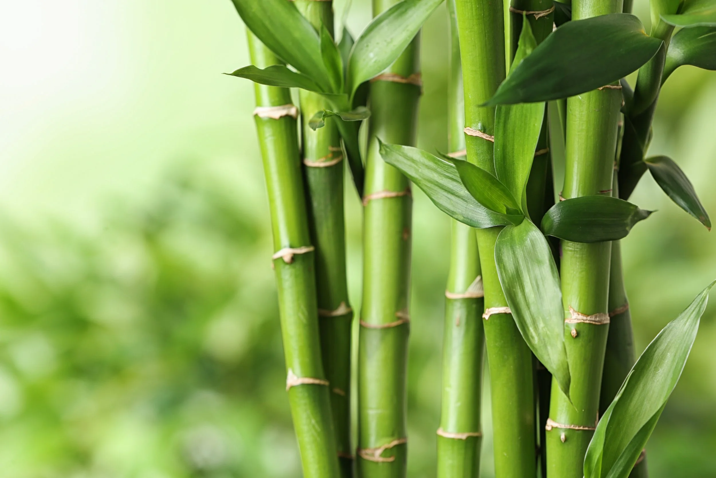 Image of Bamboo summer wave plant