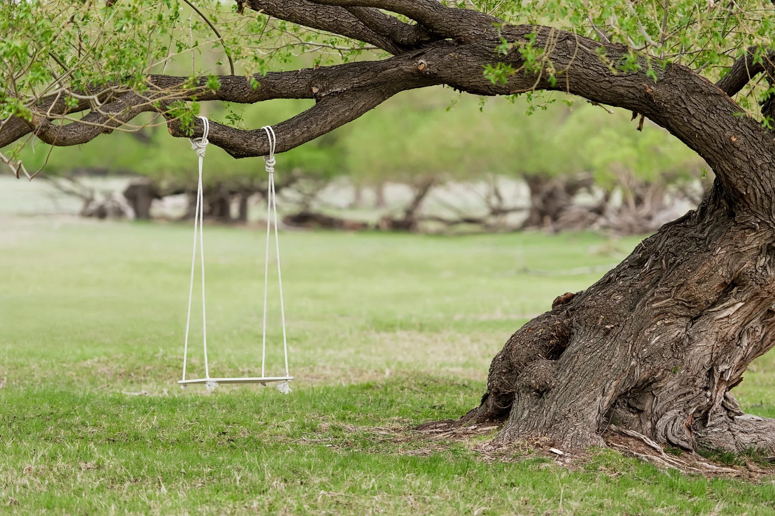 Image of Maple tree in summer, swing hanging from branch