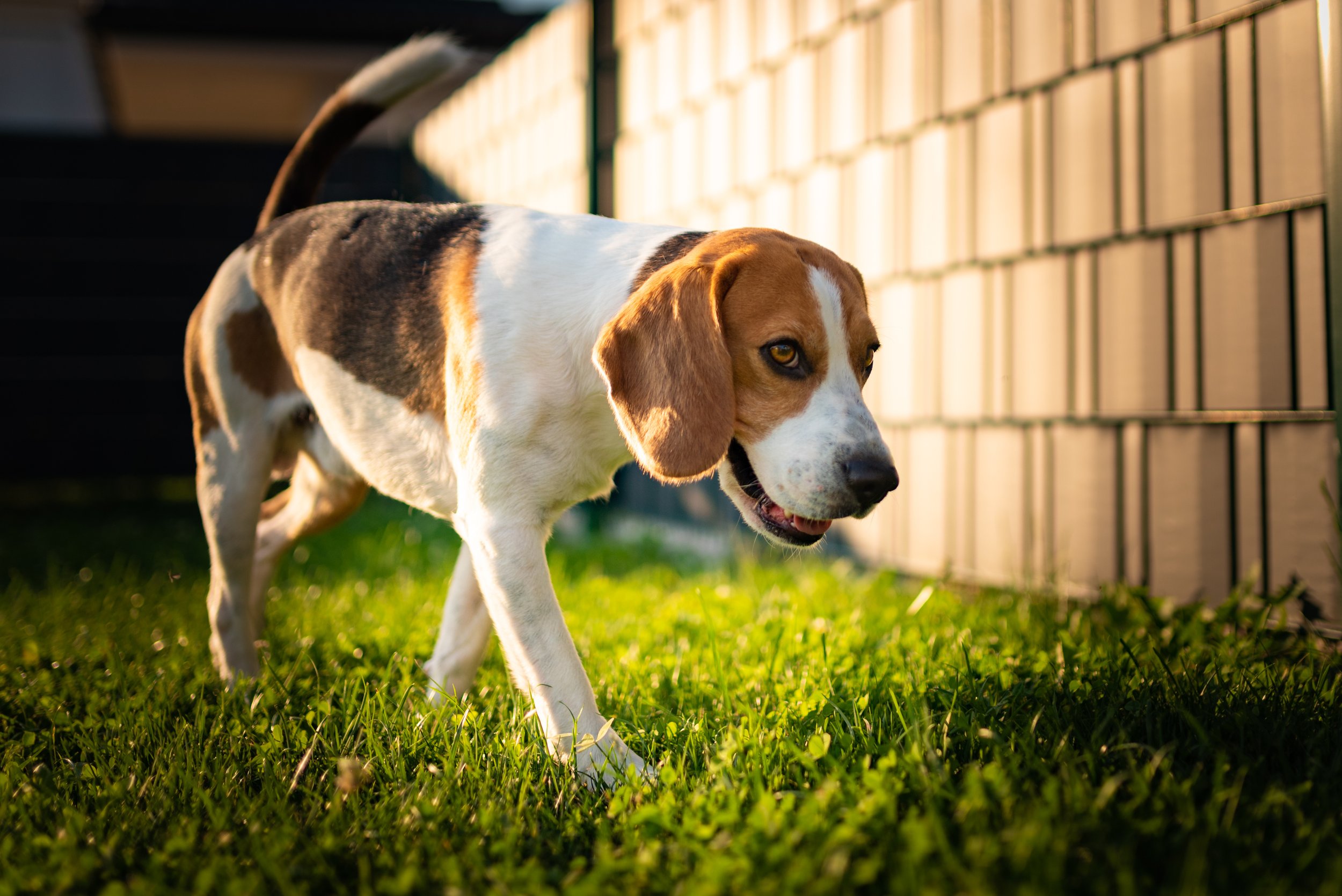 Backyard Dogs