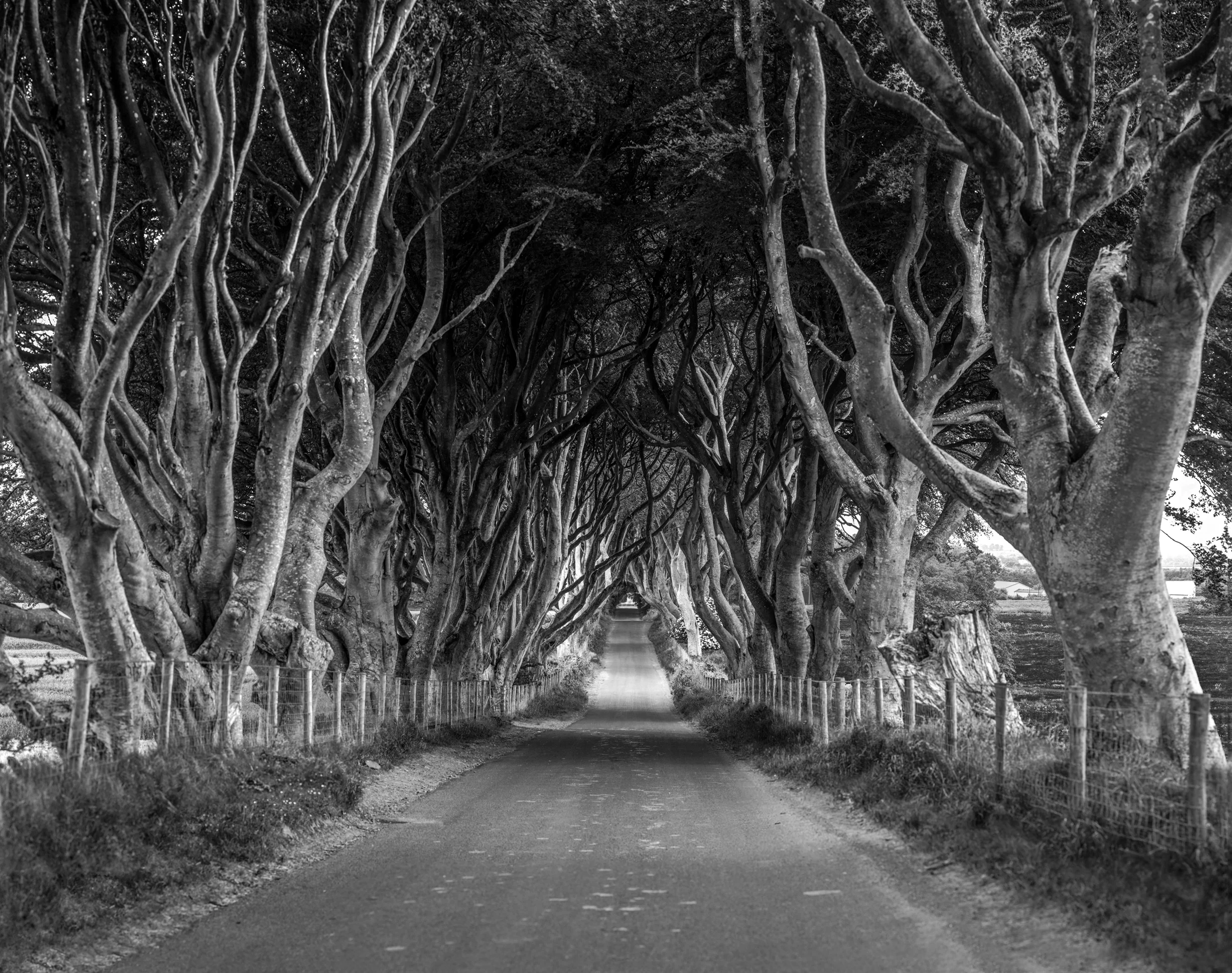 dark hedges 2.jpg