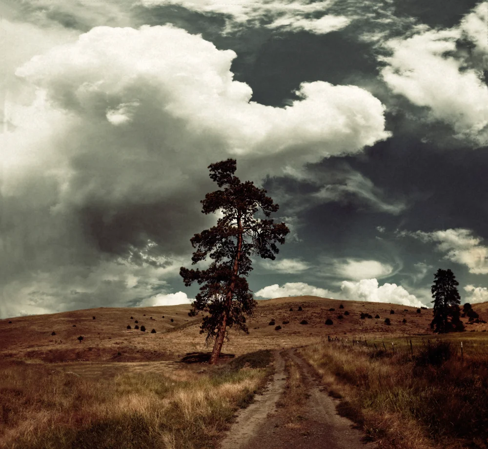 9 of 365 Crooked Tree_small.jpg