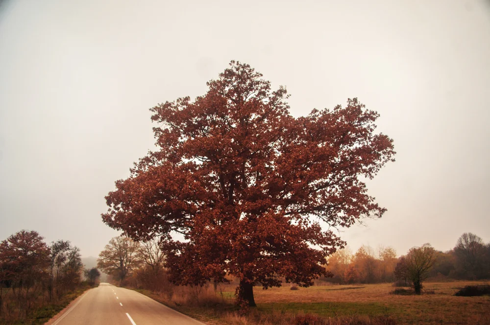 339 of 365 Tree Fog.jpg