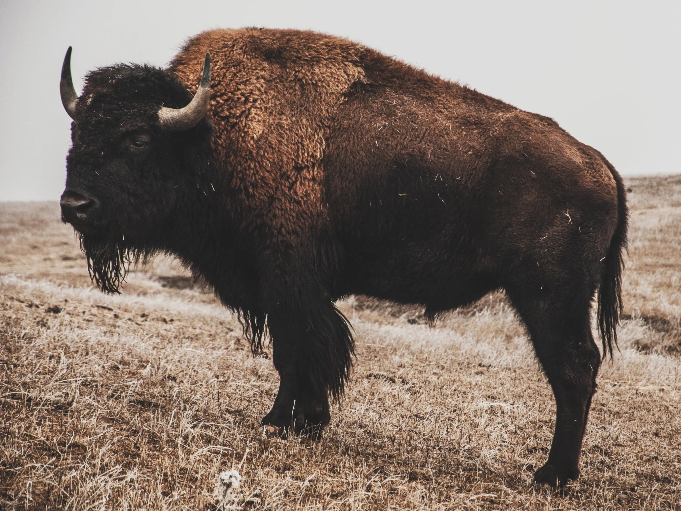 Bison_vsco.jpg