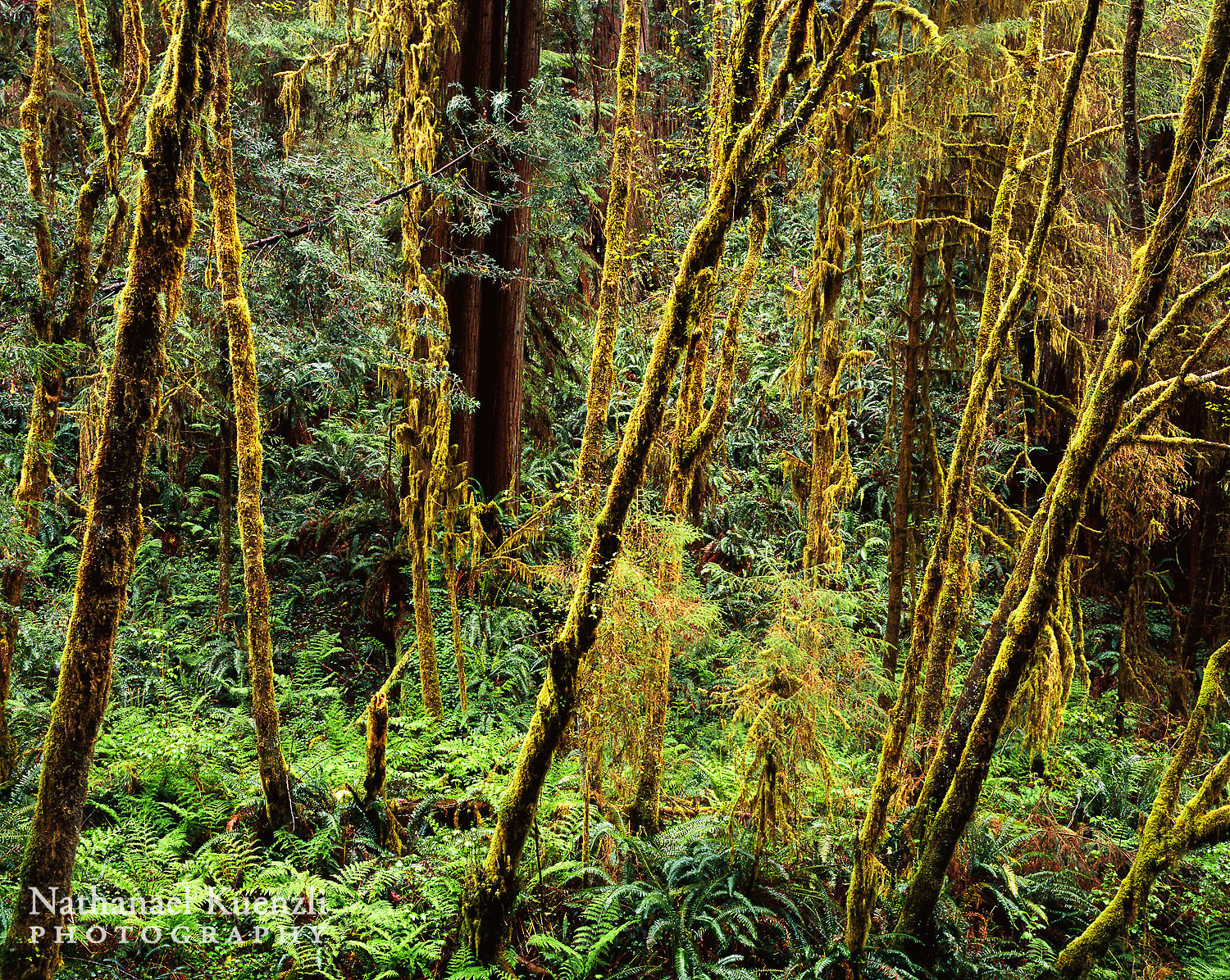   Lost Man Creek, Redwood National Park, California, April 2007  