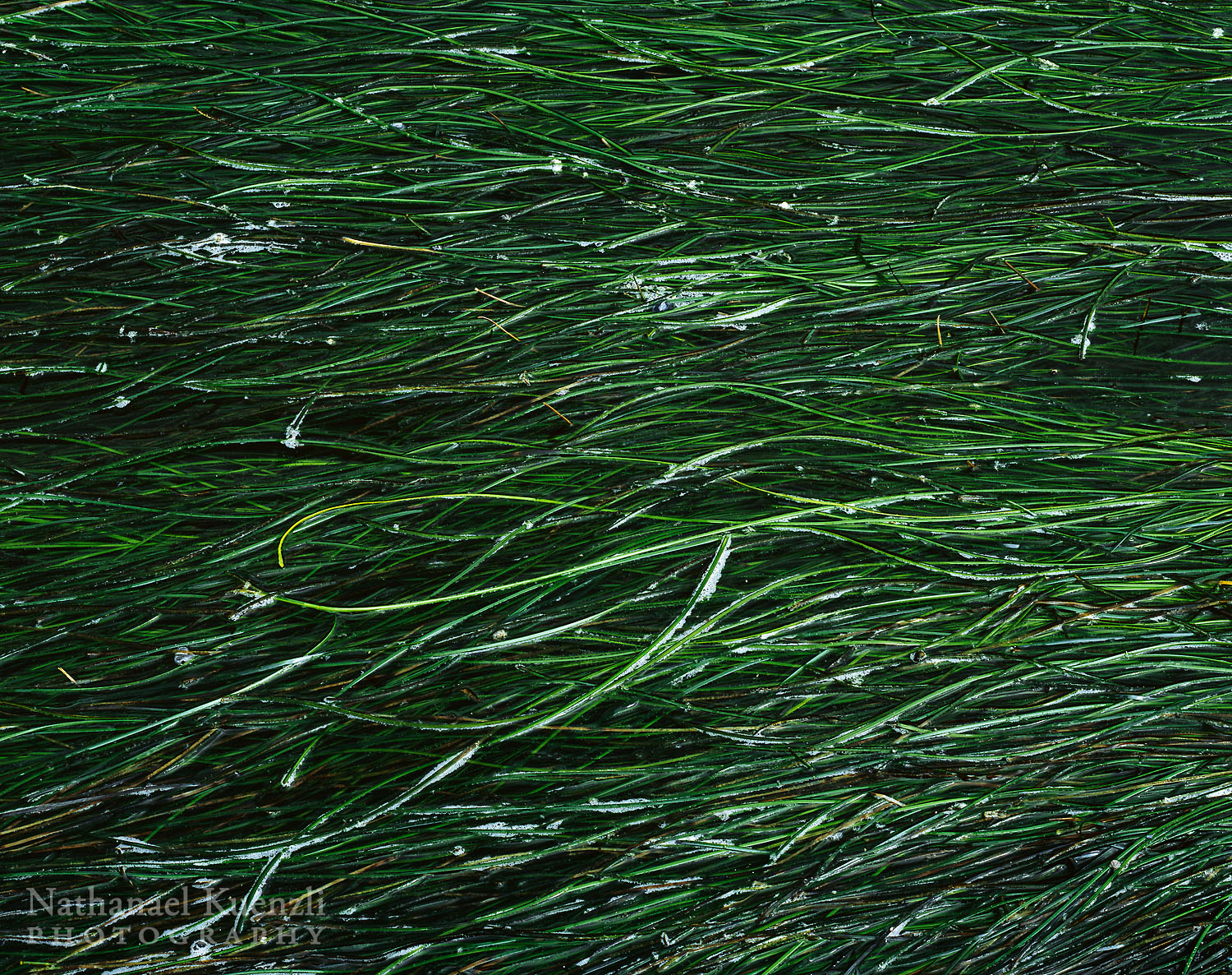   Seagrass Detail, Devils Punchbowl State Natural Area, Oregon, April 2007  