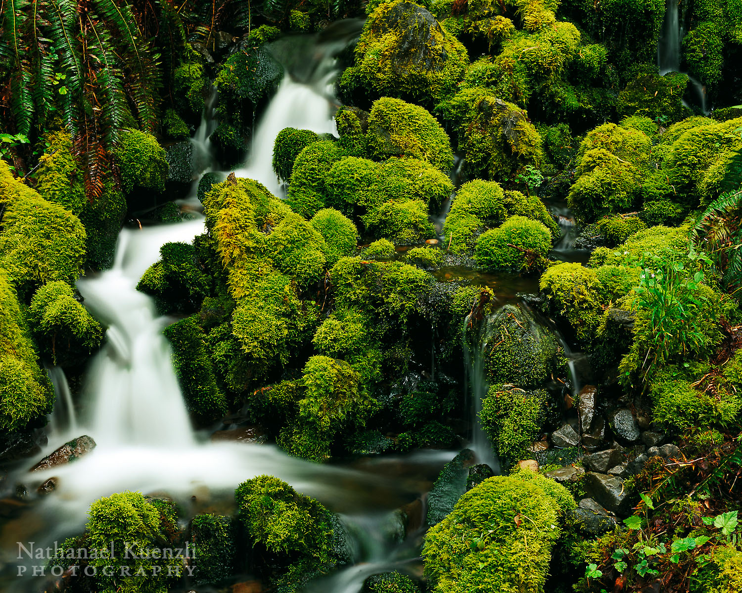   Water and Moss, Olympic National Park, Washington, May 2007  