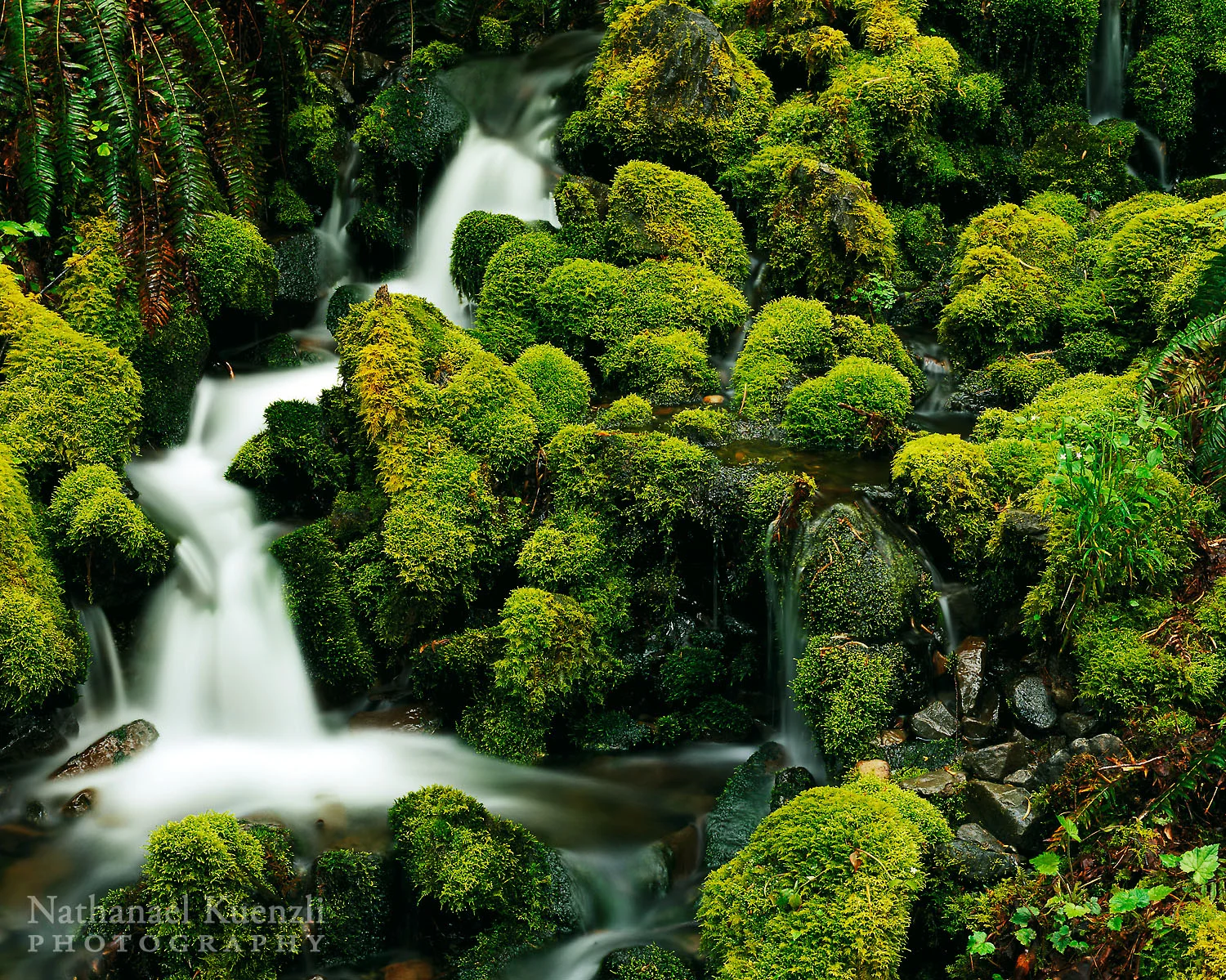 Water and Moss, Olympic National Park, Washington, May 2007