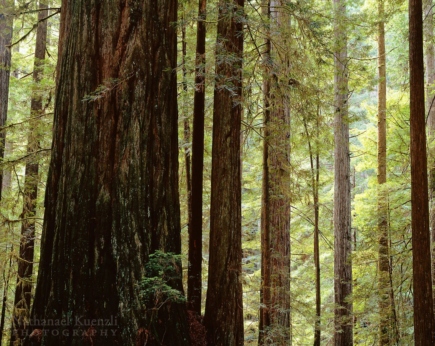 Prairie Creek Redwoods State Park, California, April 2007