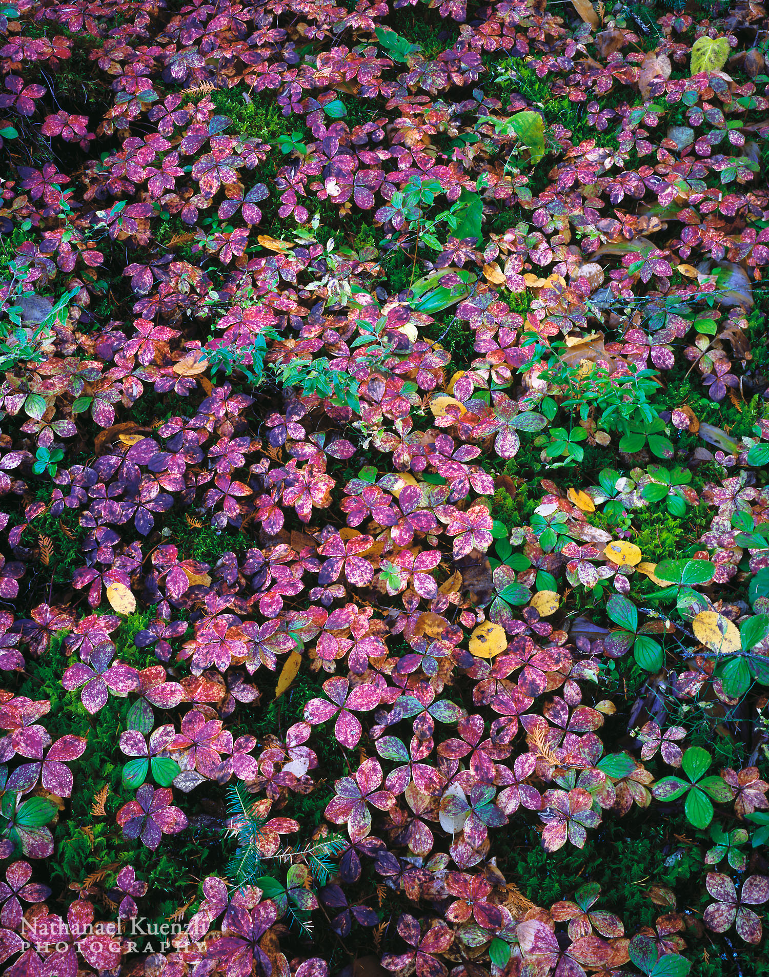   Bunchberry, Boundary Waters Canoe Area Wilderness, Minnesota, October 2005  