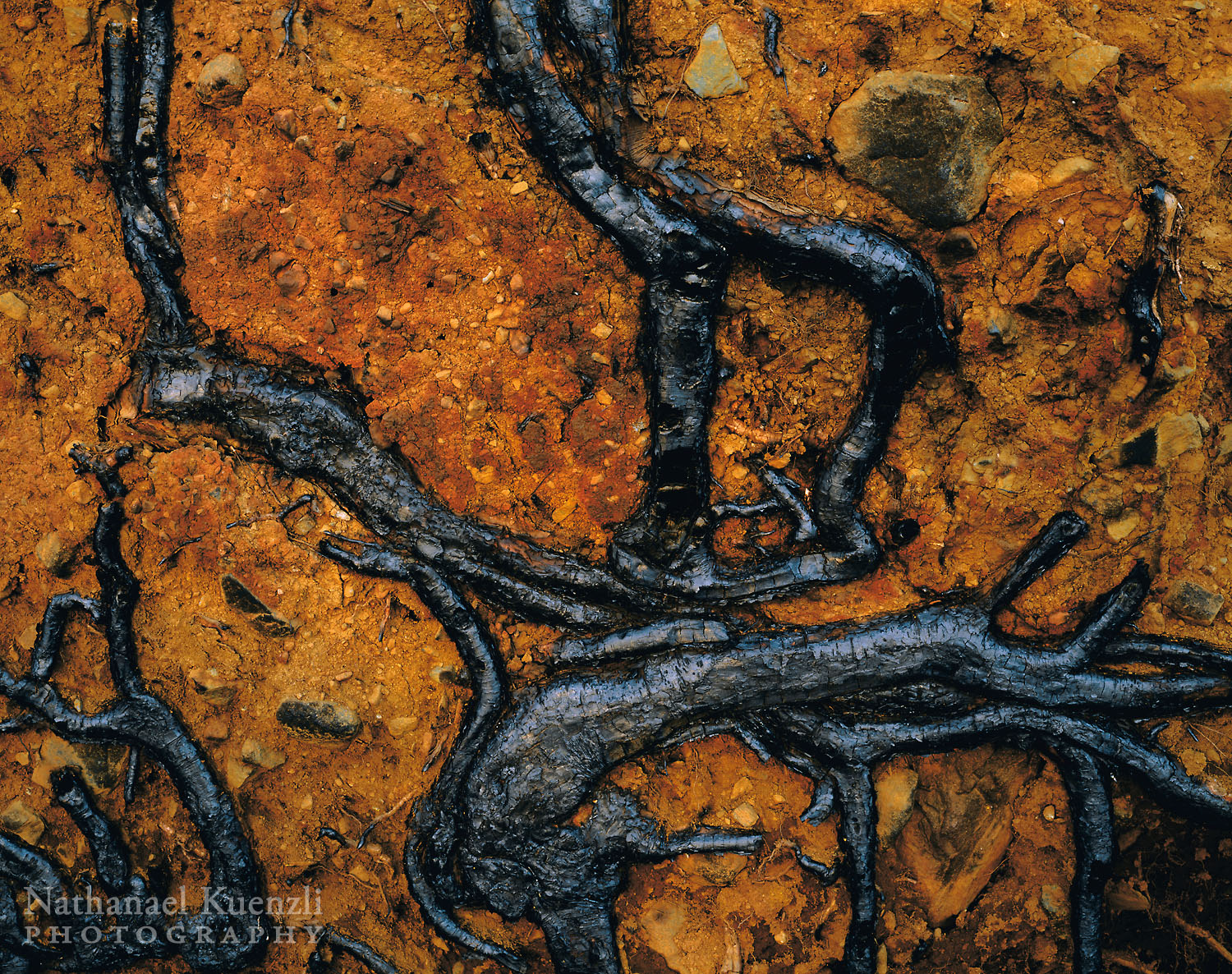   Burned Roots, Superior National Forest, Minnesota, May 2003  