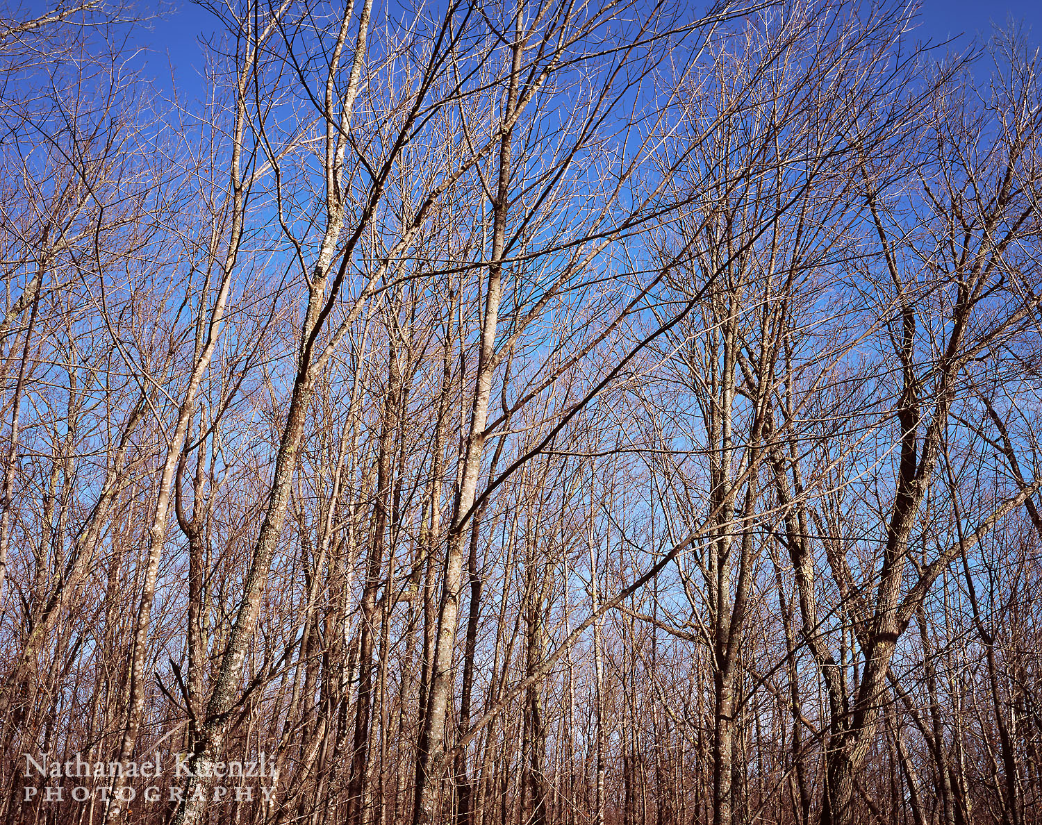   Birches, Superior National Forest, Minnesota, October 2008  