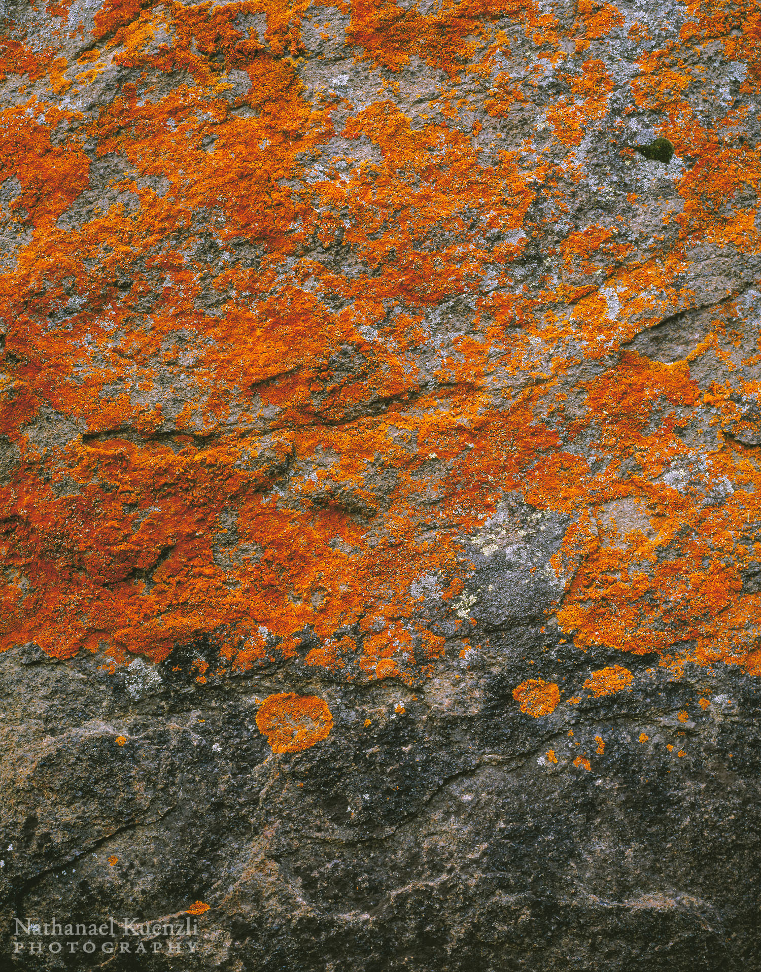   Lichen, Boundary Waters Canoe Area Wilderness, Minnesota, October 2005  