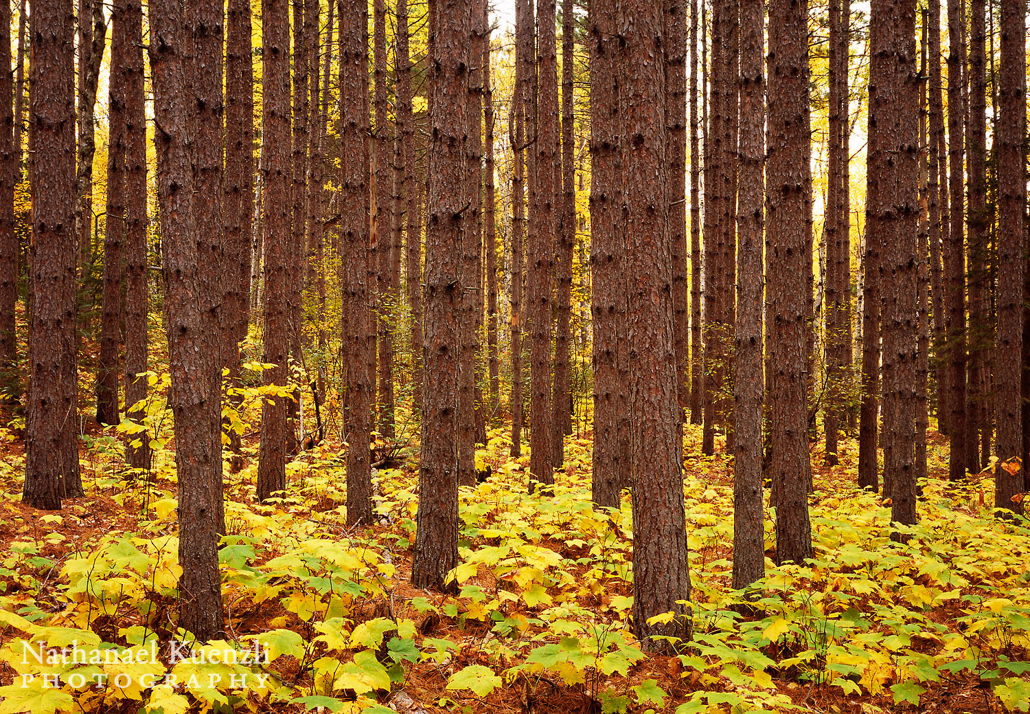   Autumn Pines, Superior National Forest, Minnesota, October 2008  