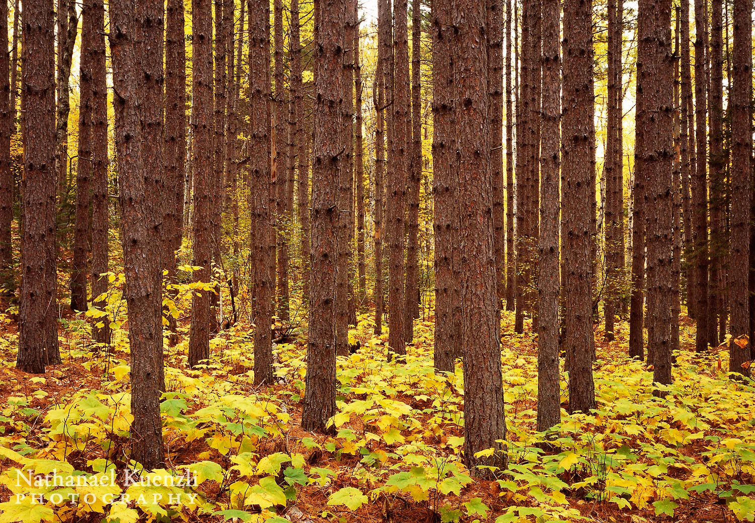 Autumn Pines, Superior National Forest, Minnesota, October 2008