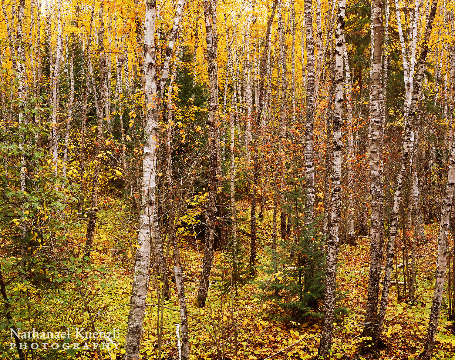   Autumn Forest, Superior National Forest, Minnesota, October 2008  