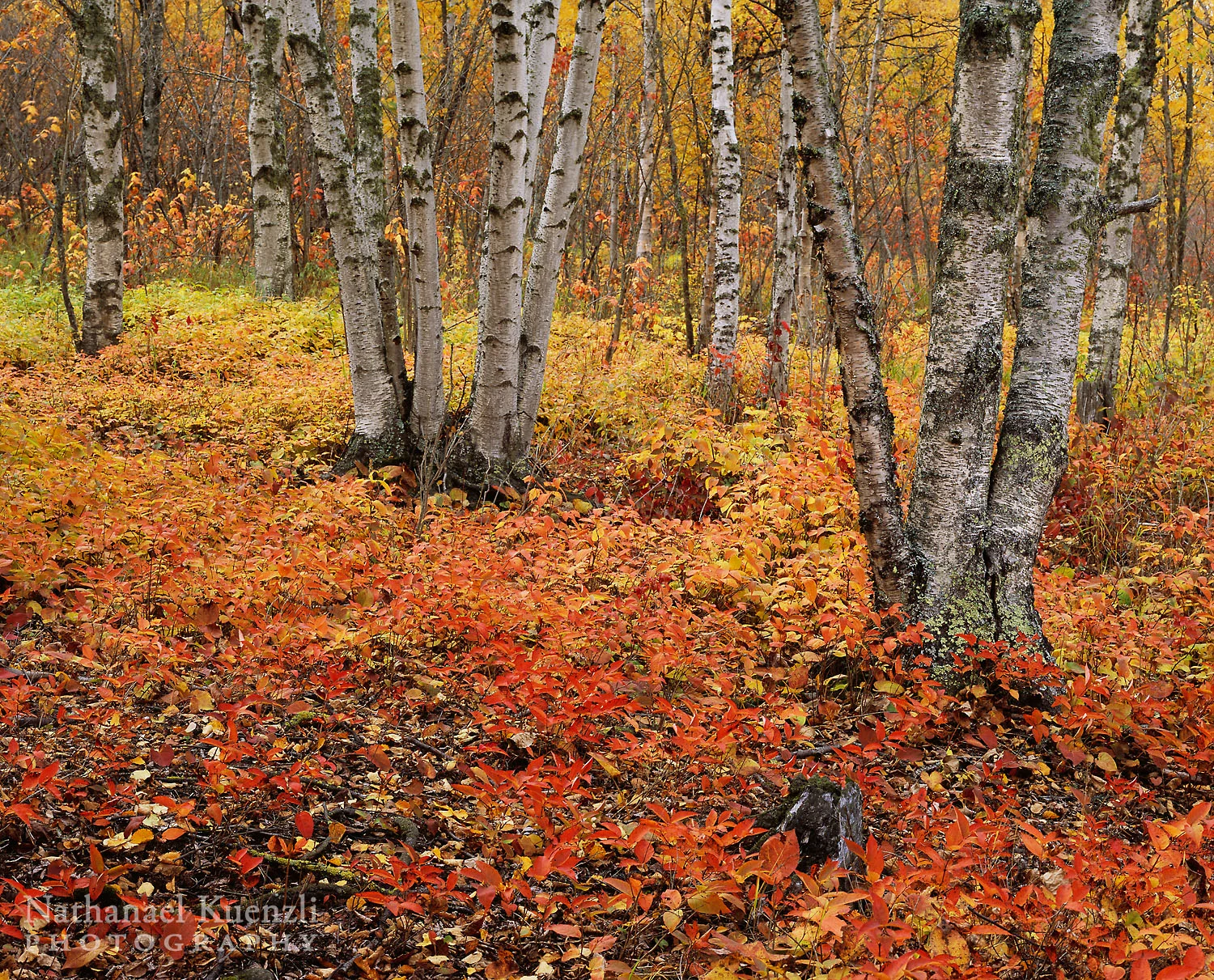 Autumn, Cascade River State Park, Minnesota, October 2008