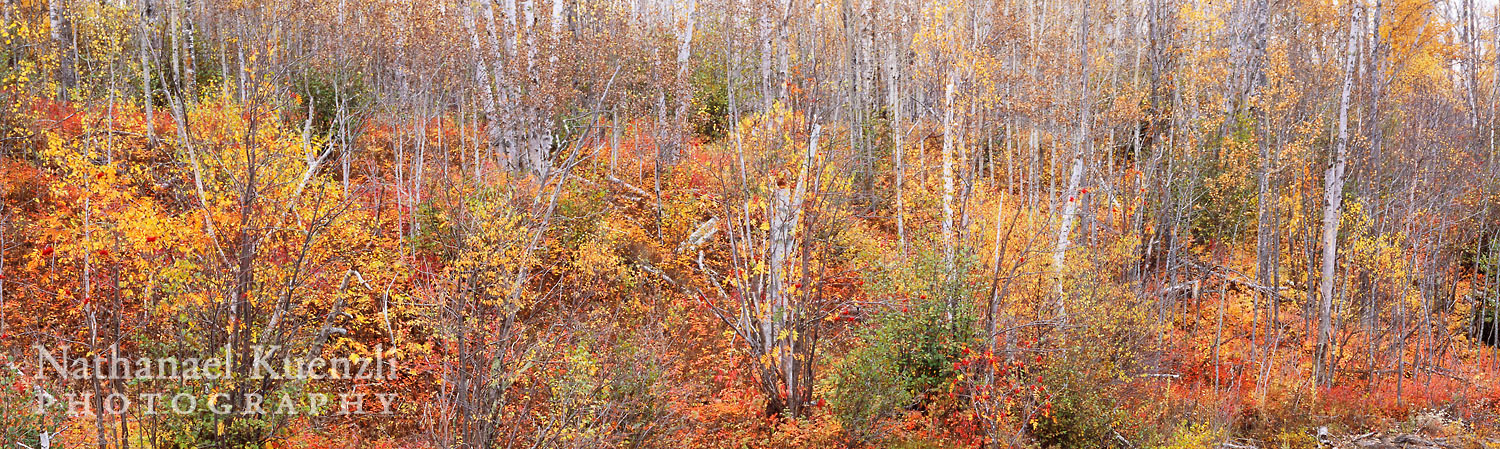   Butterwort Cliffs State Natural Area, Minnesota, October 2008  