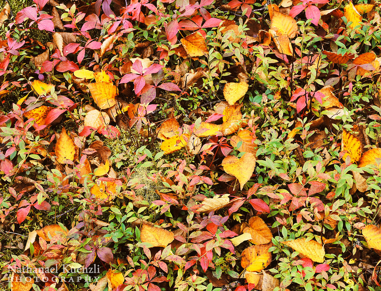   Bunchberry, Grand Portage State Forest, Minnesota, October 2006  