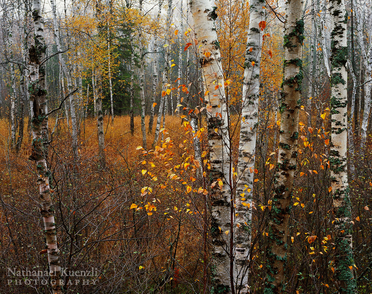   Birches, Split Rock Lighthouse State Park, Minnesota, October 2006  