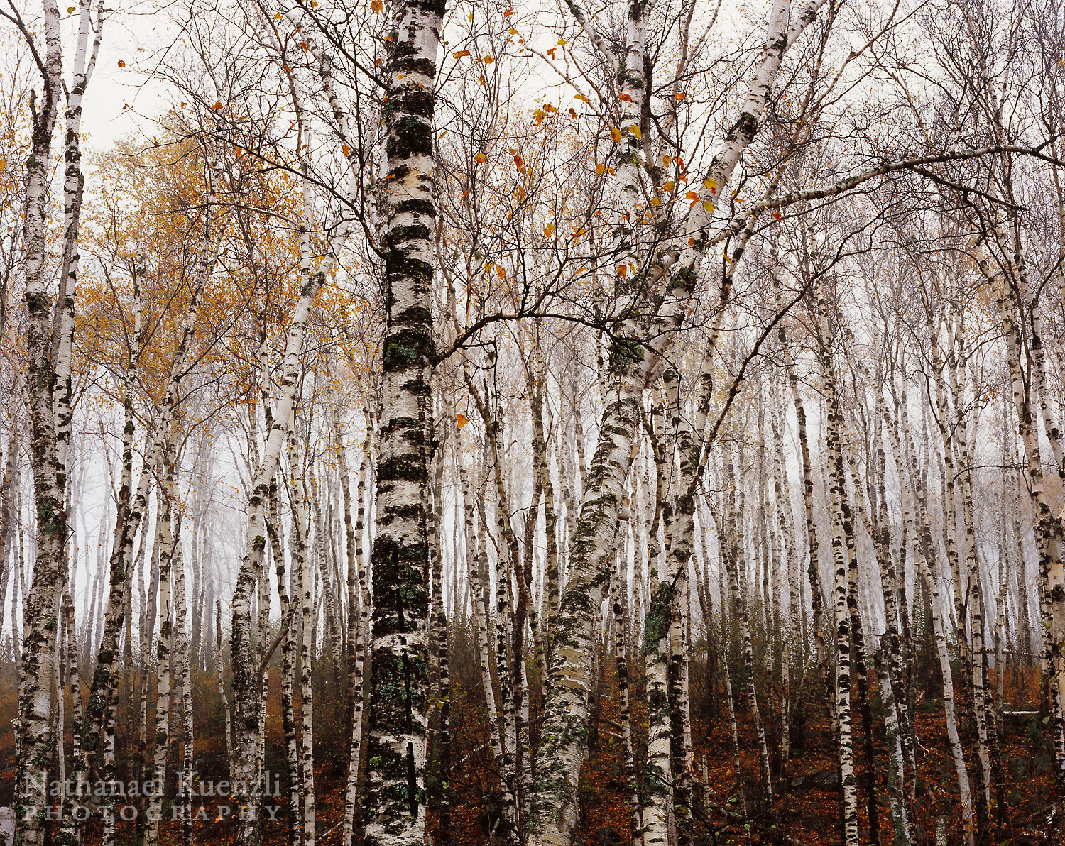   Birches, Split Rock Lighthouse State Park, Minnesota, October 2006  