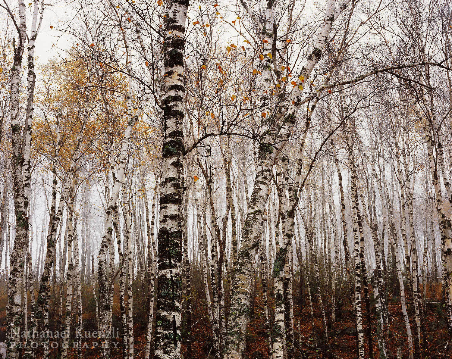 Birches, Split Rock Lighthouse State Park, Minnesota, October 2006