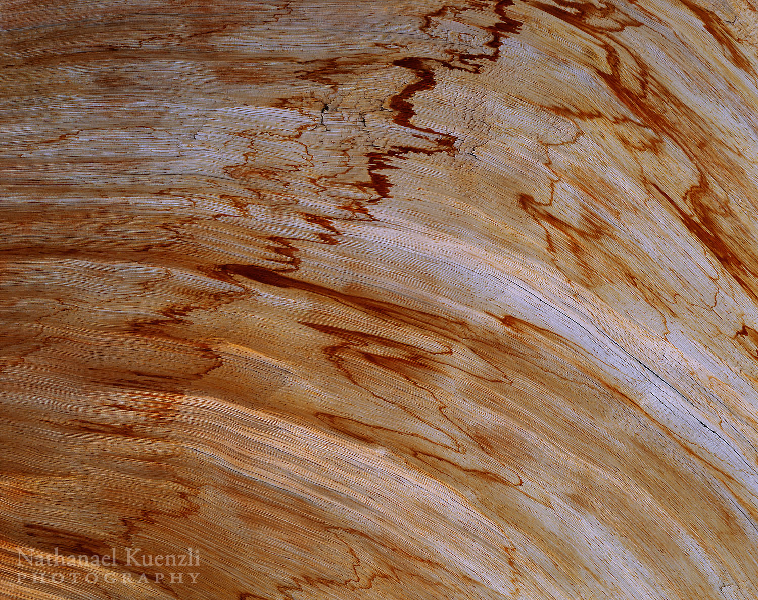   Bristlecone Detail, Ancient Bristlecone Pine Botanical Area, Inyo NF, California, May 2007  