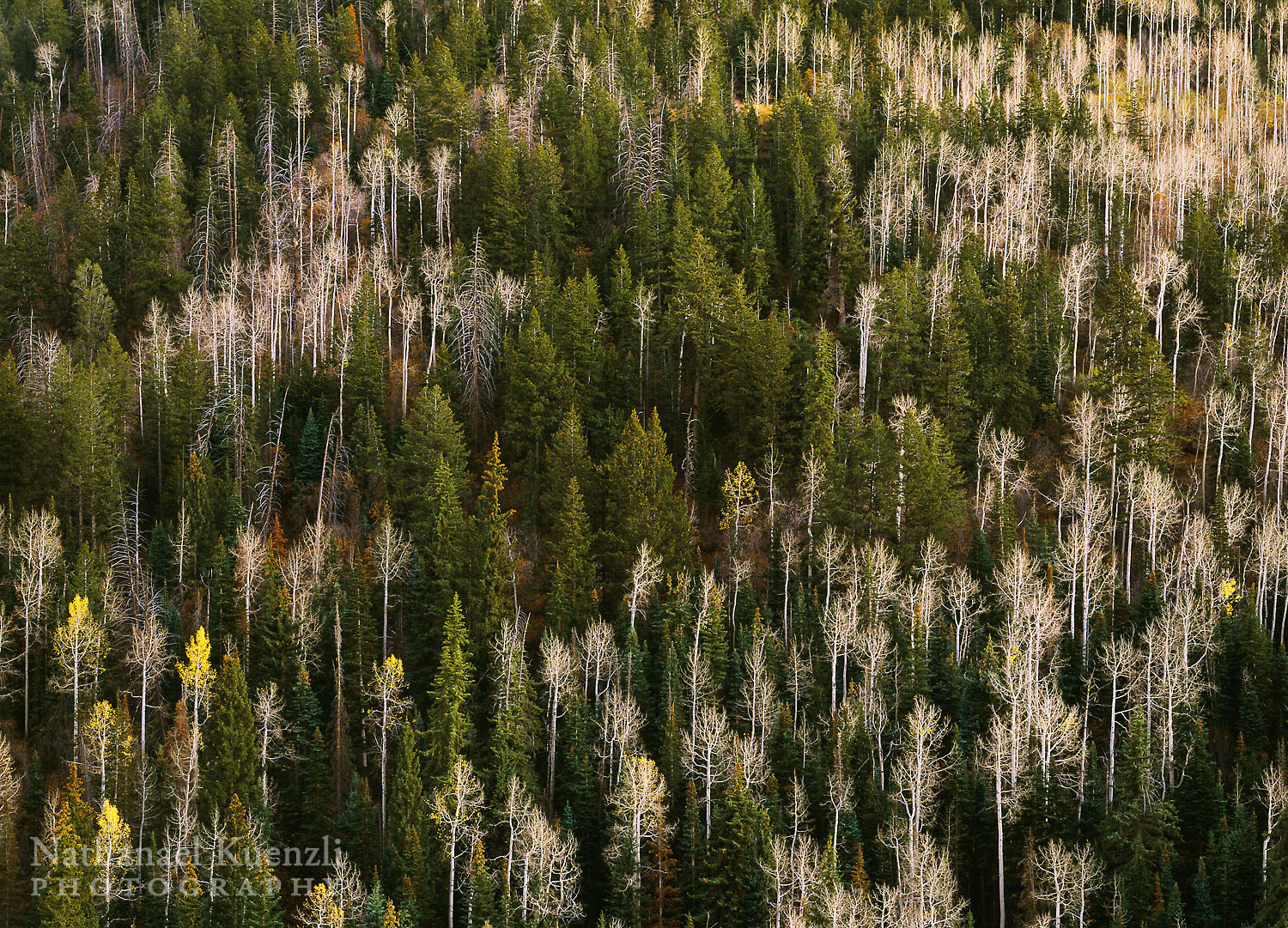   Manti-La Sal National Forest, Utah, October 2003  