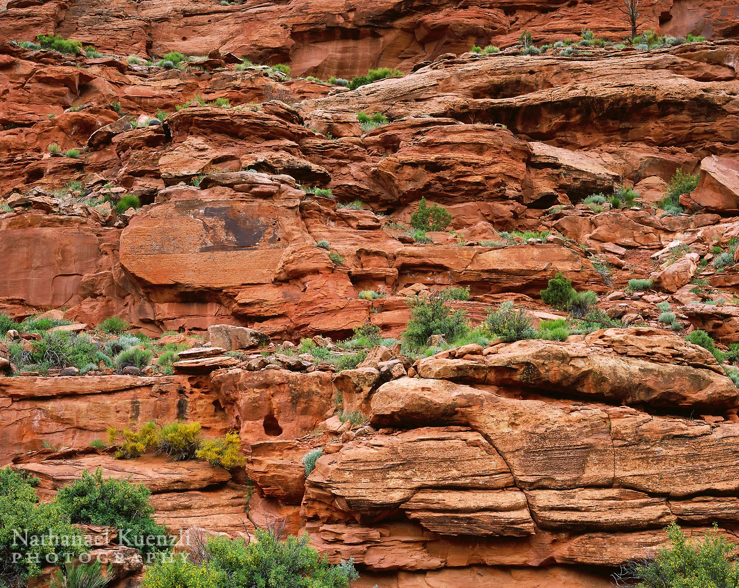 The Gulch Outstanding Natural Area, Grand Staircase-Escalante N.M., Utah, April 2005
