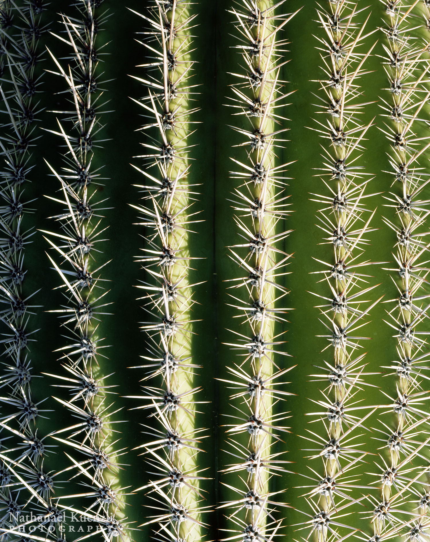   Saguaro Detail, Saguaro National Park, Arizona, March 2008  