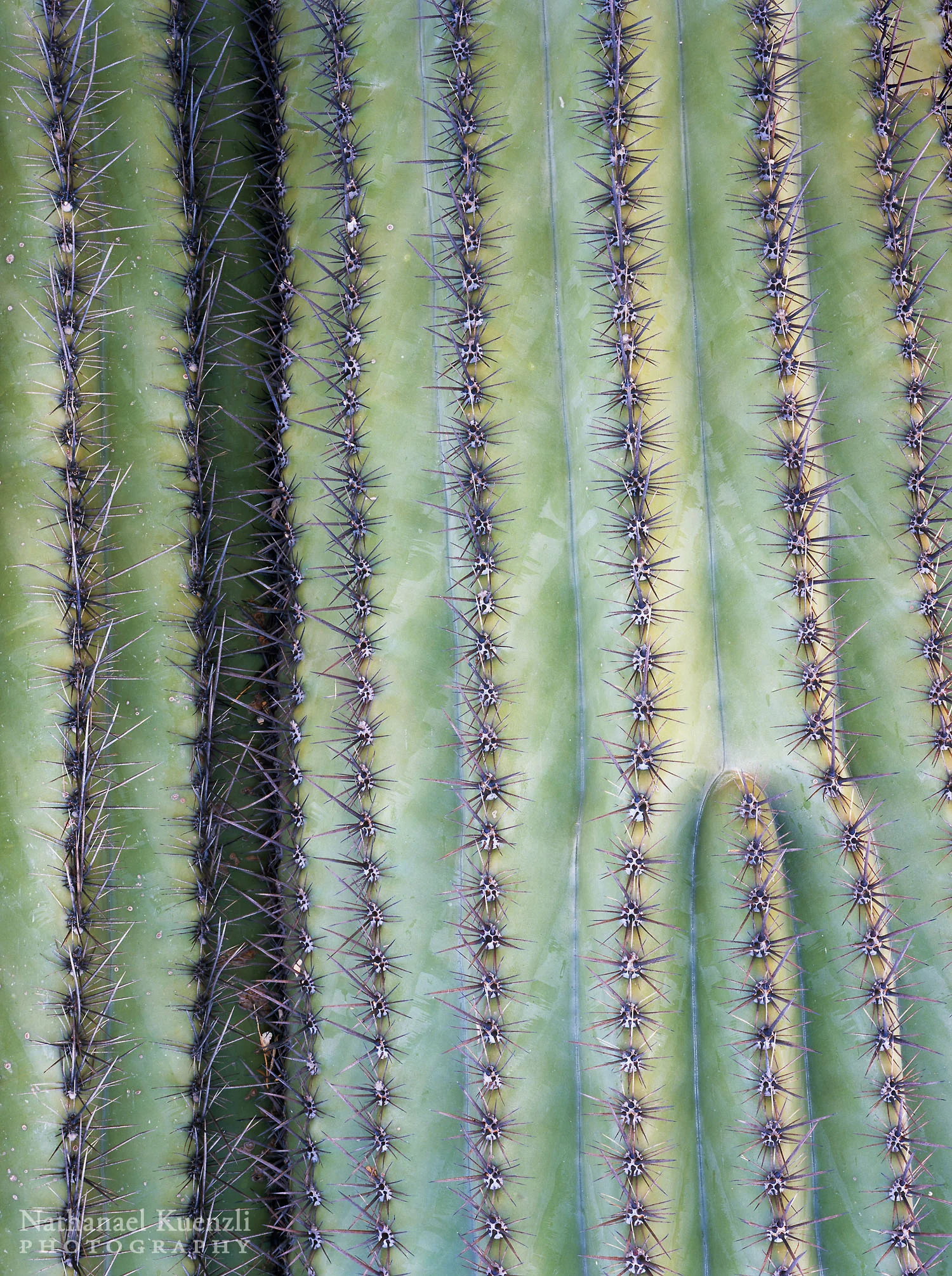 Saguaro Detail, Saguaro National Park, Arizona, March 2008