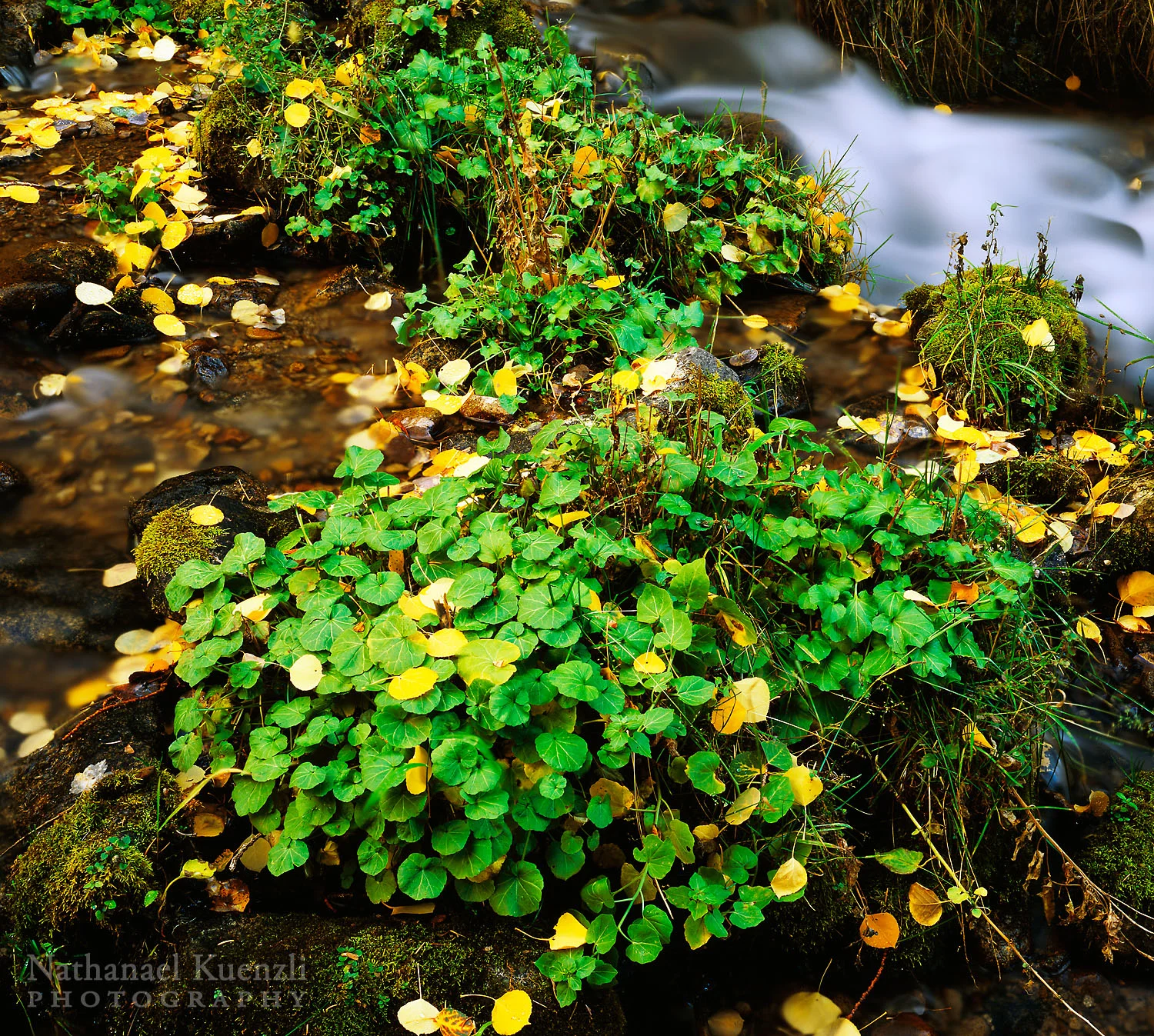 Manti - La Sal National Forest, Utah, October 2003