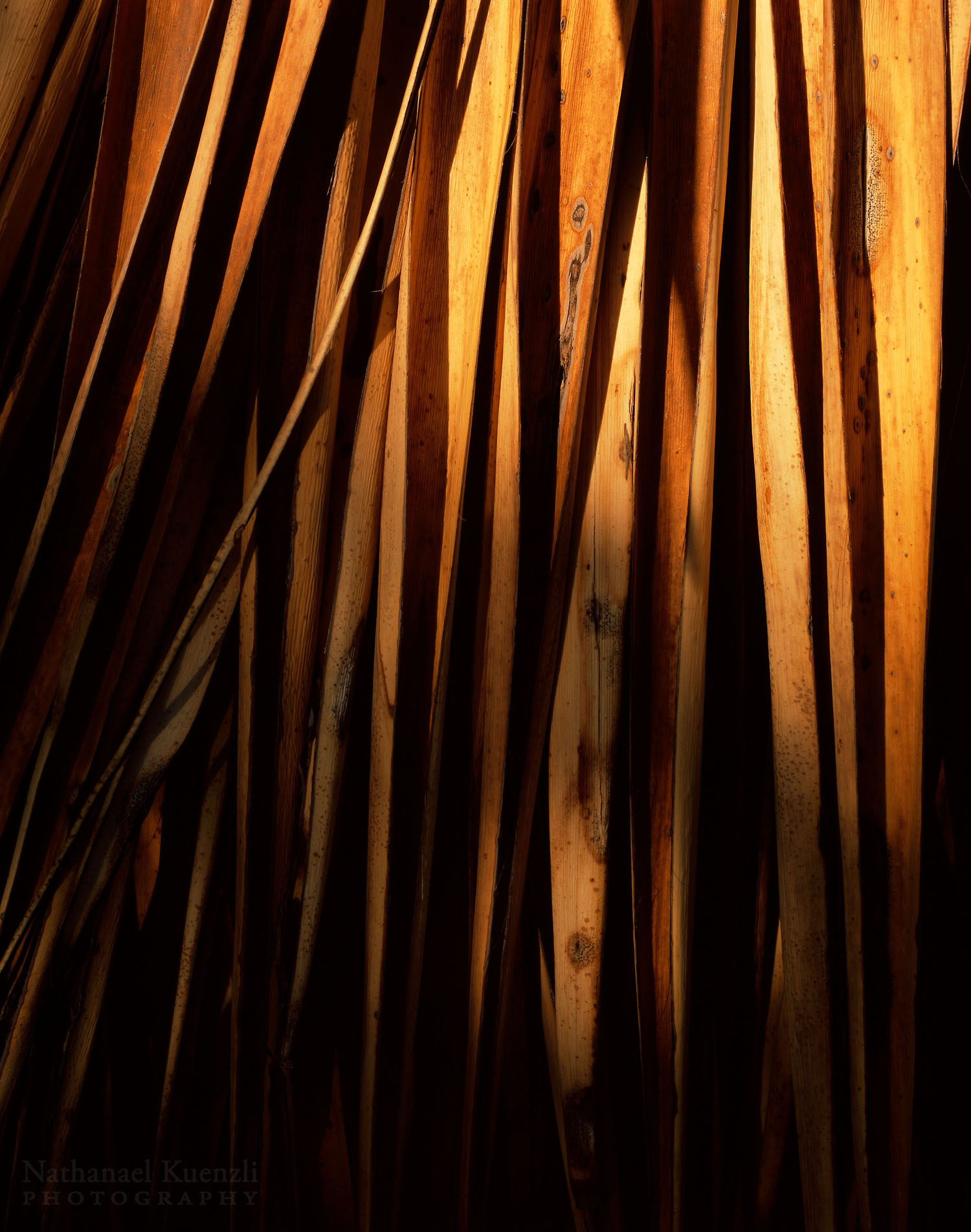    Yucca Detail, Chiricahua National Monument, Arizona, March 2008   