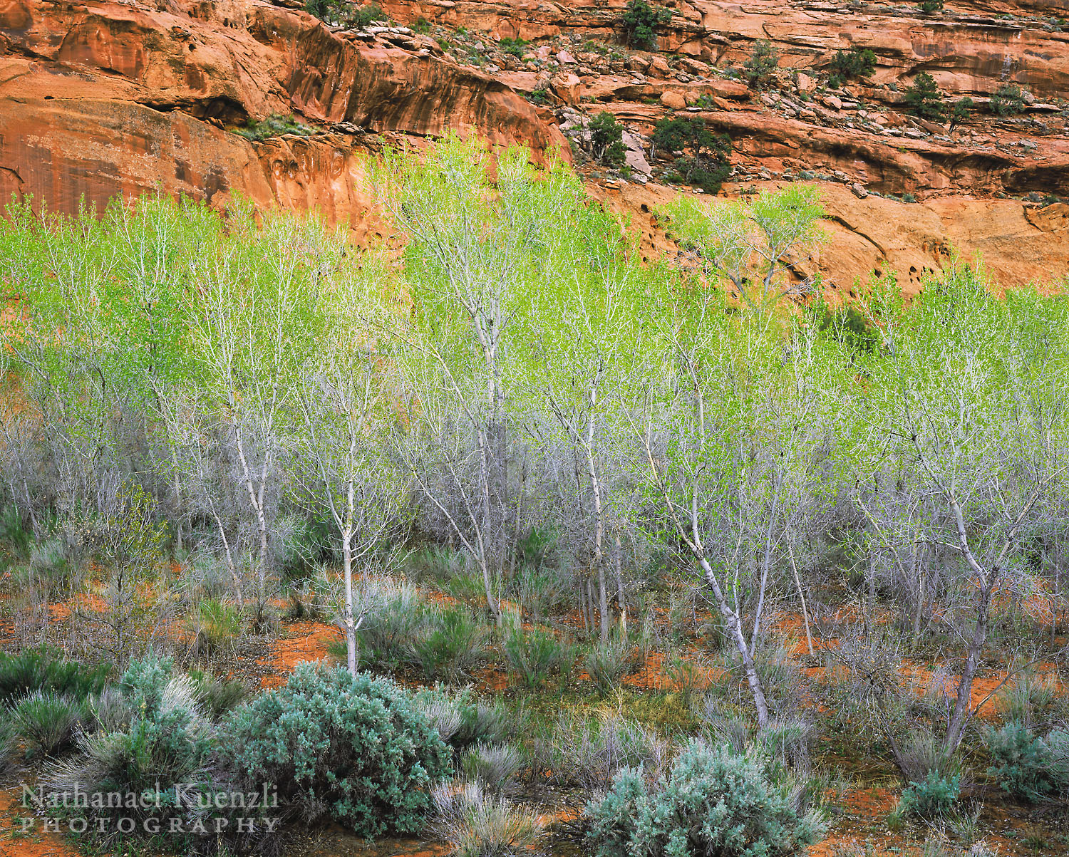   The Gulch Outstanding Natural Area, Grand Staircase-Escalante N.M., Utah, April 2005  