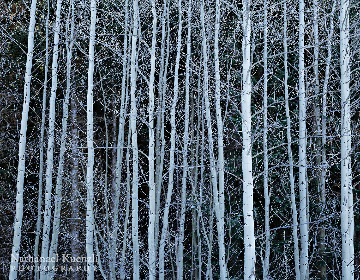   Aspens, Manti-La Sal NF, Utah, November 2010  