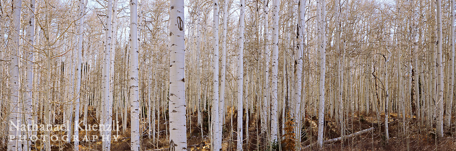   Aspen Panoramic, Manti-La Sal NF, Utah, November 2010  