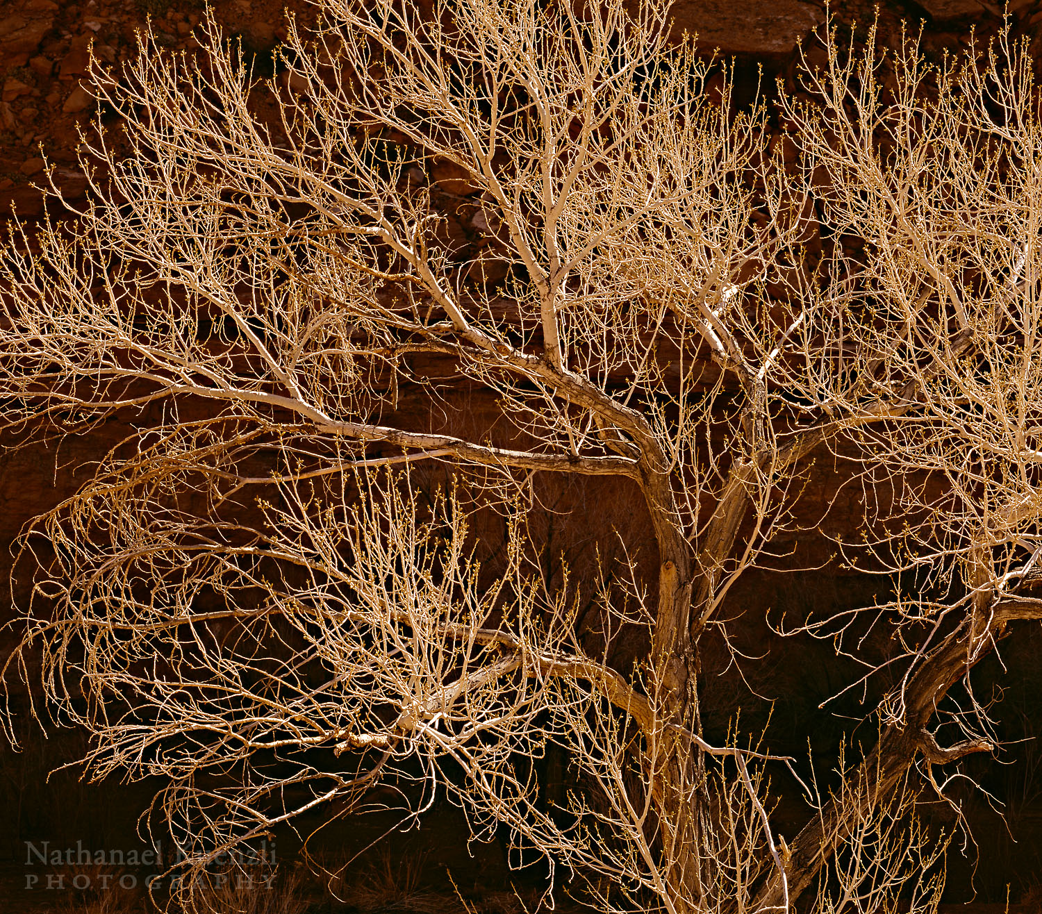   Cottonwood in Sunlight, North Wash, Glan Canyon NRA, Utah, March 2011  